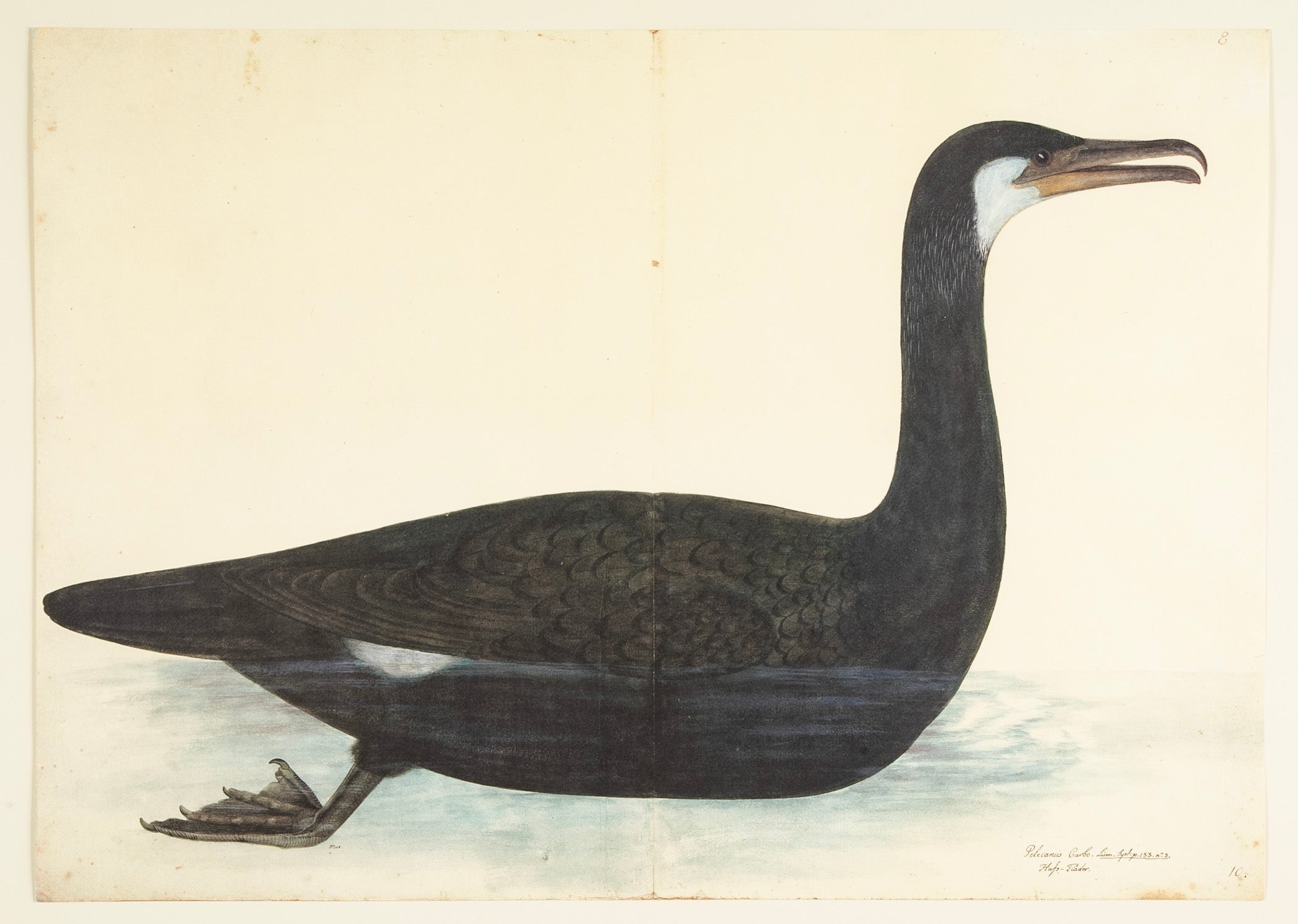 Offset Lithograph of "Black Pelican, PL 10" from the "The Great Bird Book" by Olof Rudbeck The Younger