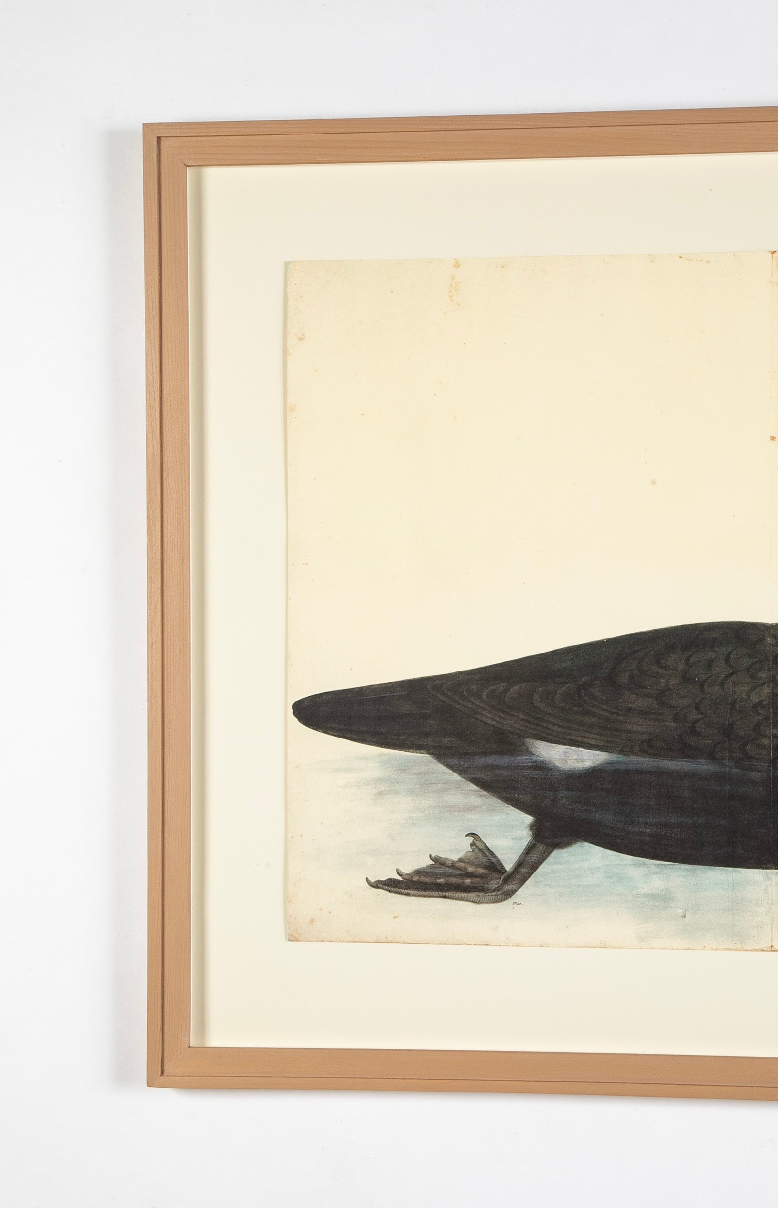Offset Lithograph of "Black Pelican, PL 10" from the "The Great Bird Book" by Olof Rudbeck The Younger