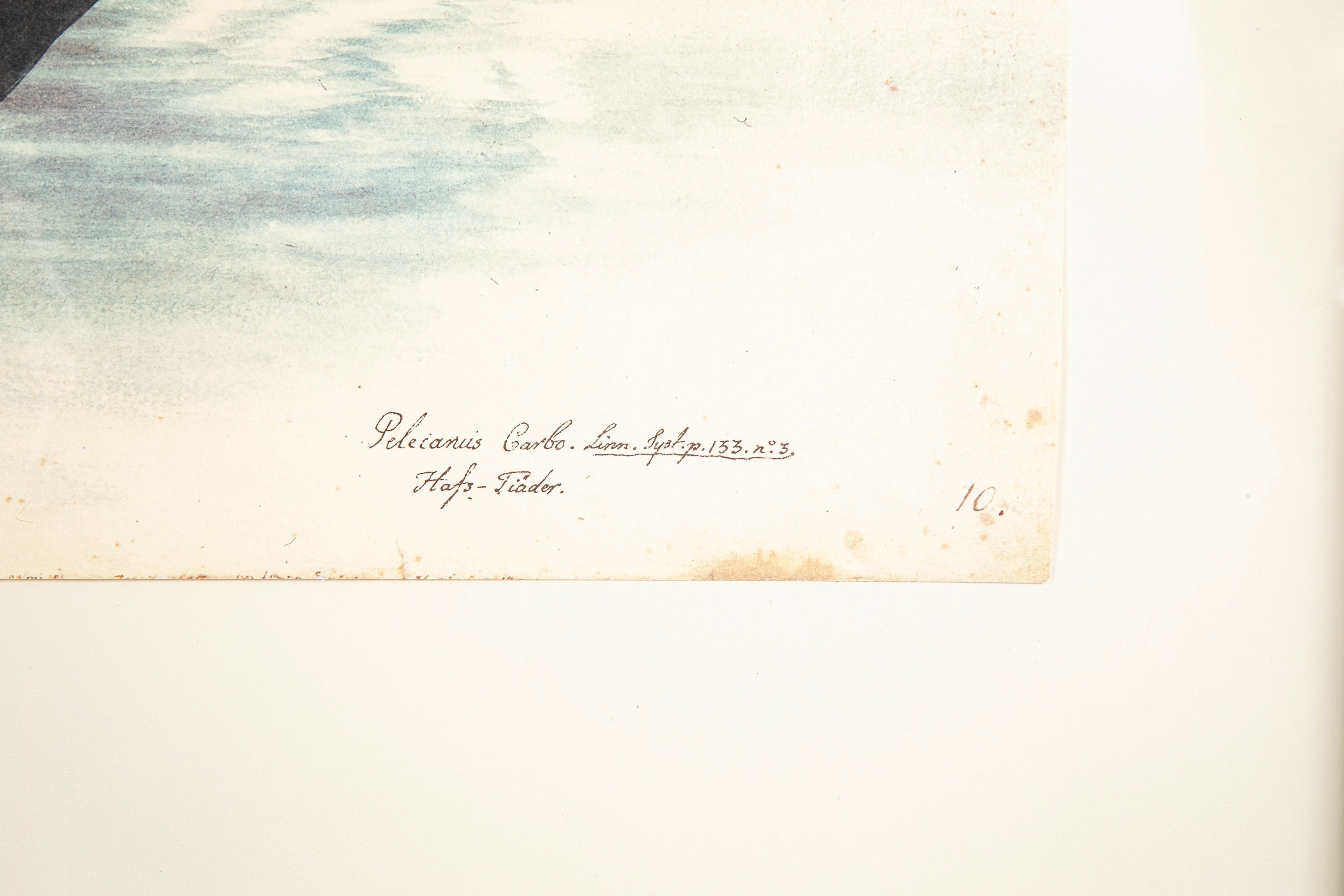 Offset Lithograph of "Black Pelican, PL 10" from the "The Great Bird Book" by Olof Rudbeck The Younger