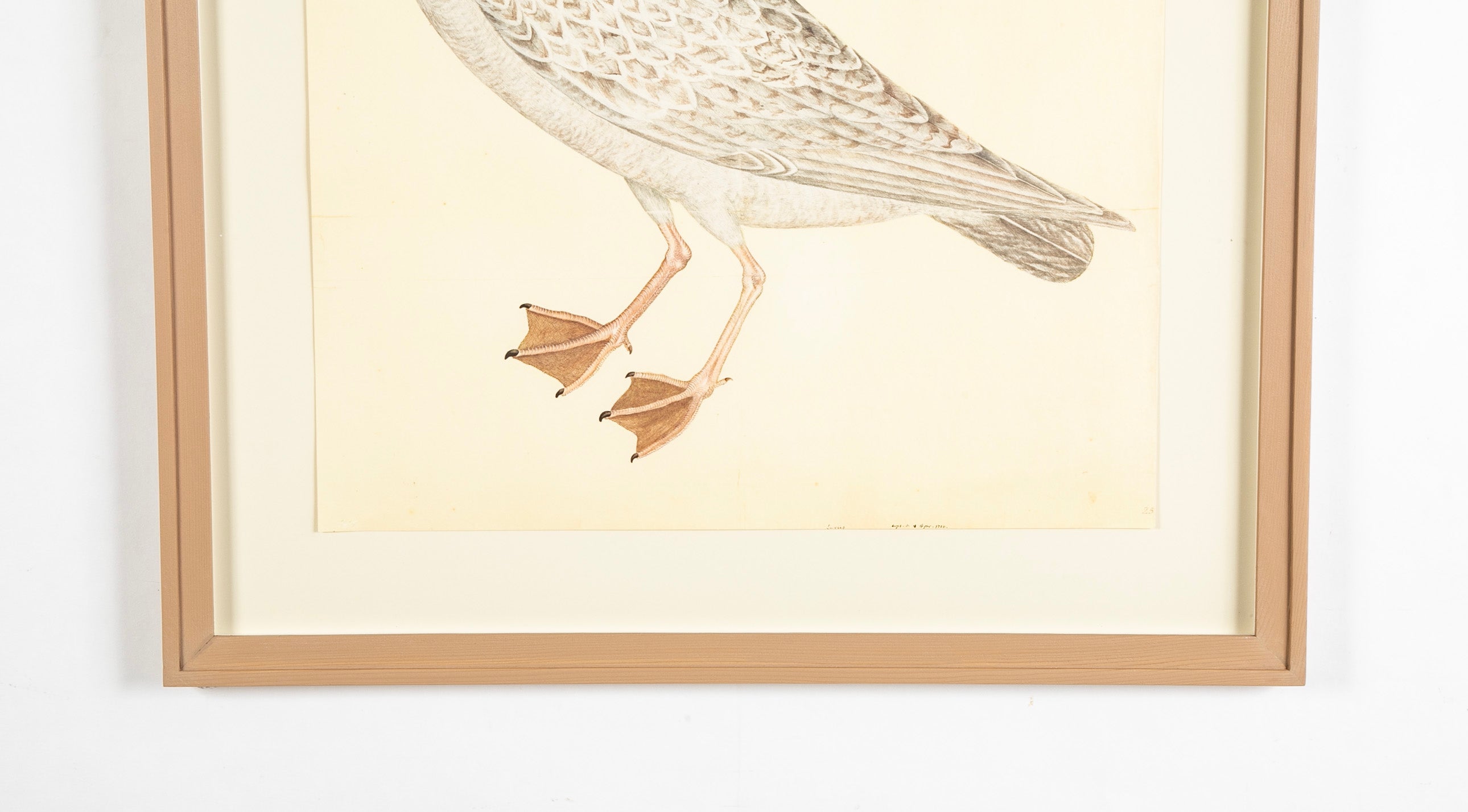 Offset Lithograph of "Larus, PL 25" from the "The Great Bird Book" by Olof Rudbeck The Younger