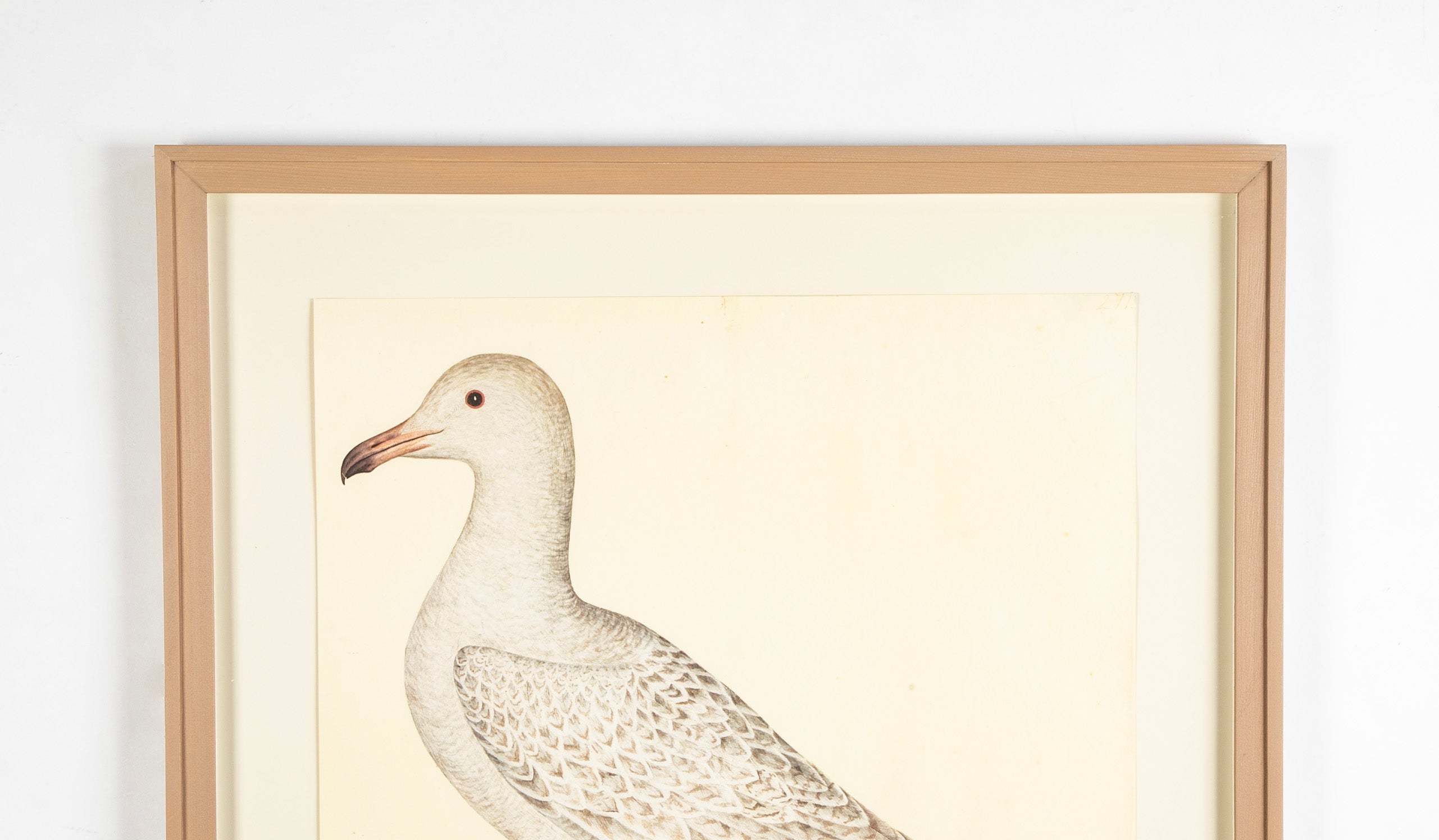 Offset Lithograph of "Larus, PL 25" from the "The Great Bird Book" by Olof Rudbeck The Younger