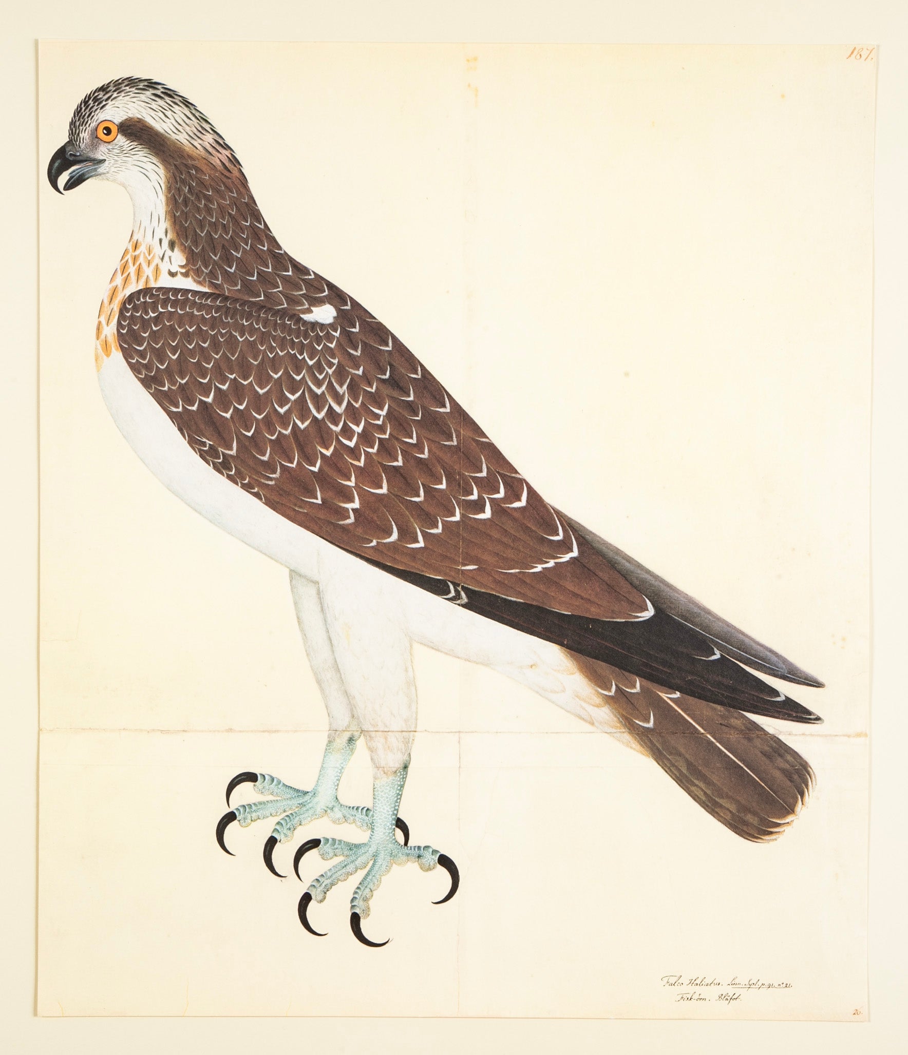 Offset Lithograph of "Osprey, PL 26" from the "The Great Bird Book" by Olof Rudbeck The Younger (1660-1740)