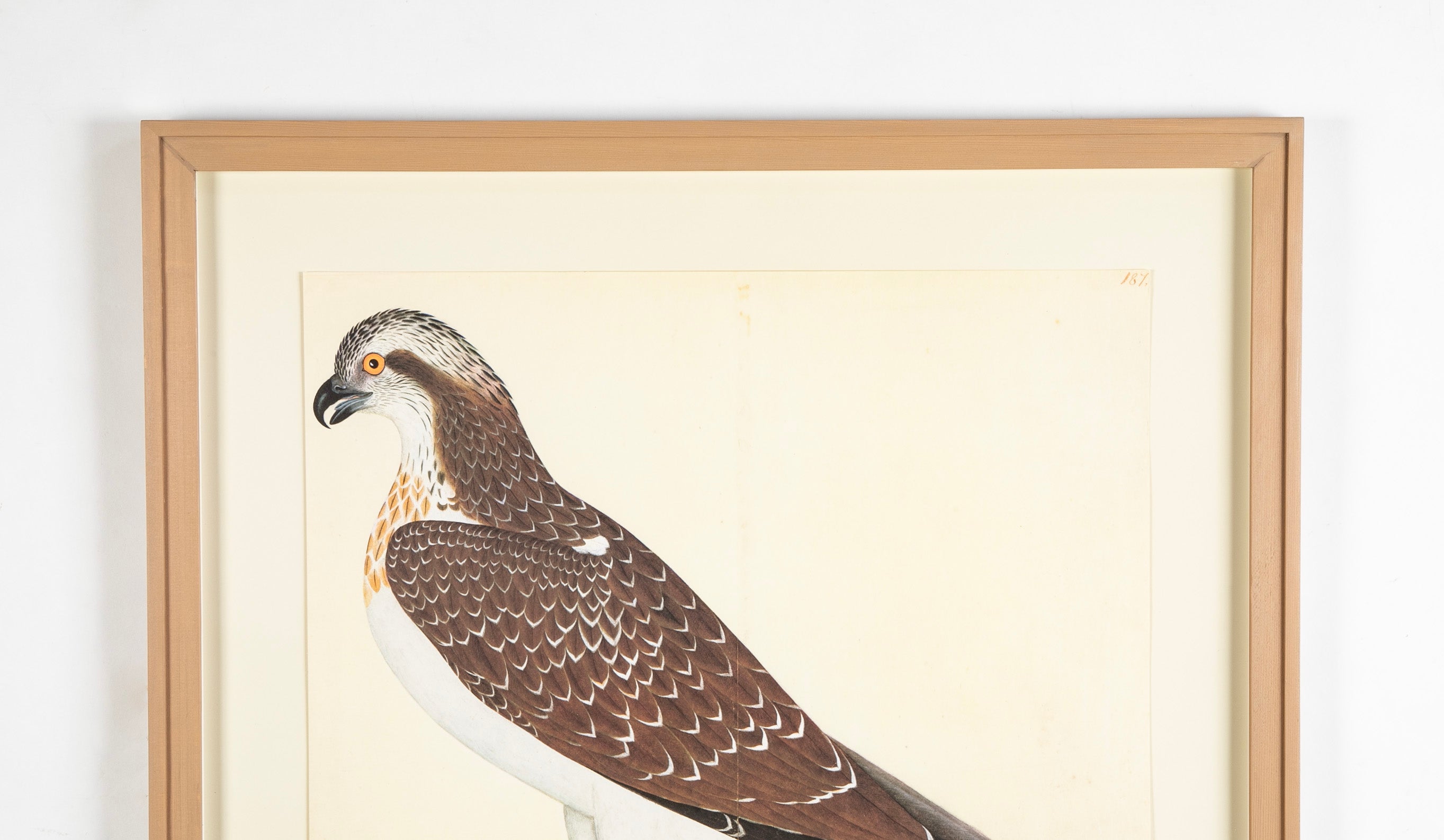 Offset Lithograph of "Osprey, PL 26" from the "The Great Bird Book" by Olof Rudbeck The Younger (1660-1740)