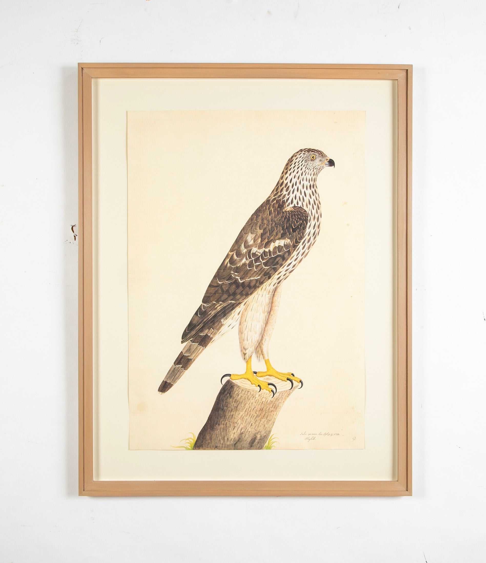 Offset Lithograph of "Honey Buzzard, PL 9" from the "The Great Bird Book" by Olof Rudbeck The Younger