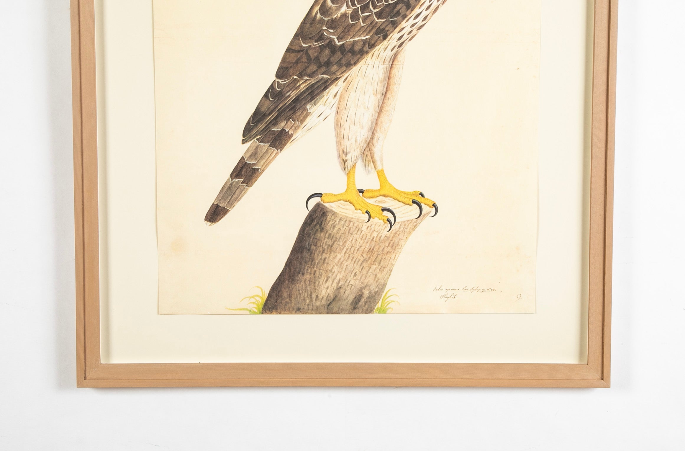 Offset Lithograph of "Honey Buzzard, PL 9" from the "The Great Bird Book" by Olof Rudbeck The Younger