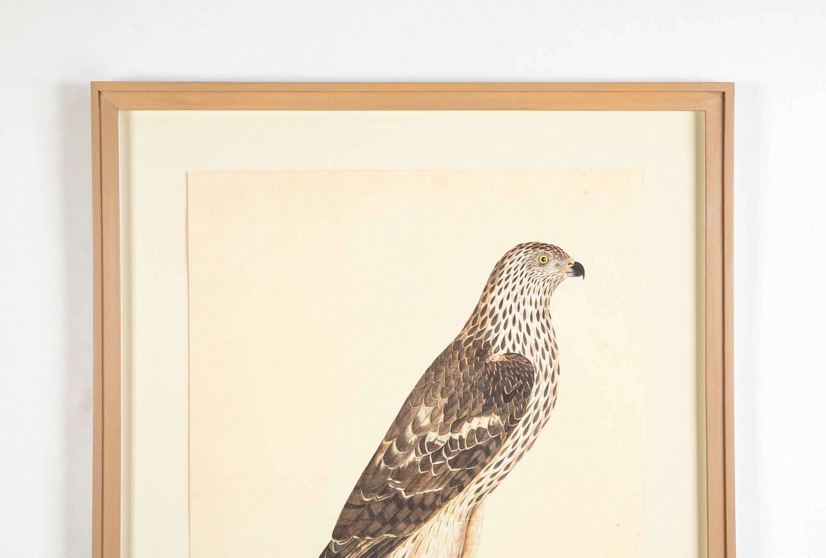 Offset Lithograph of "Honey Buzzard, PL 9" from the "The Great Bird Book" by Olof Rudbeck The Younger