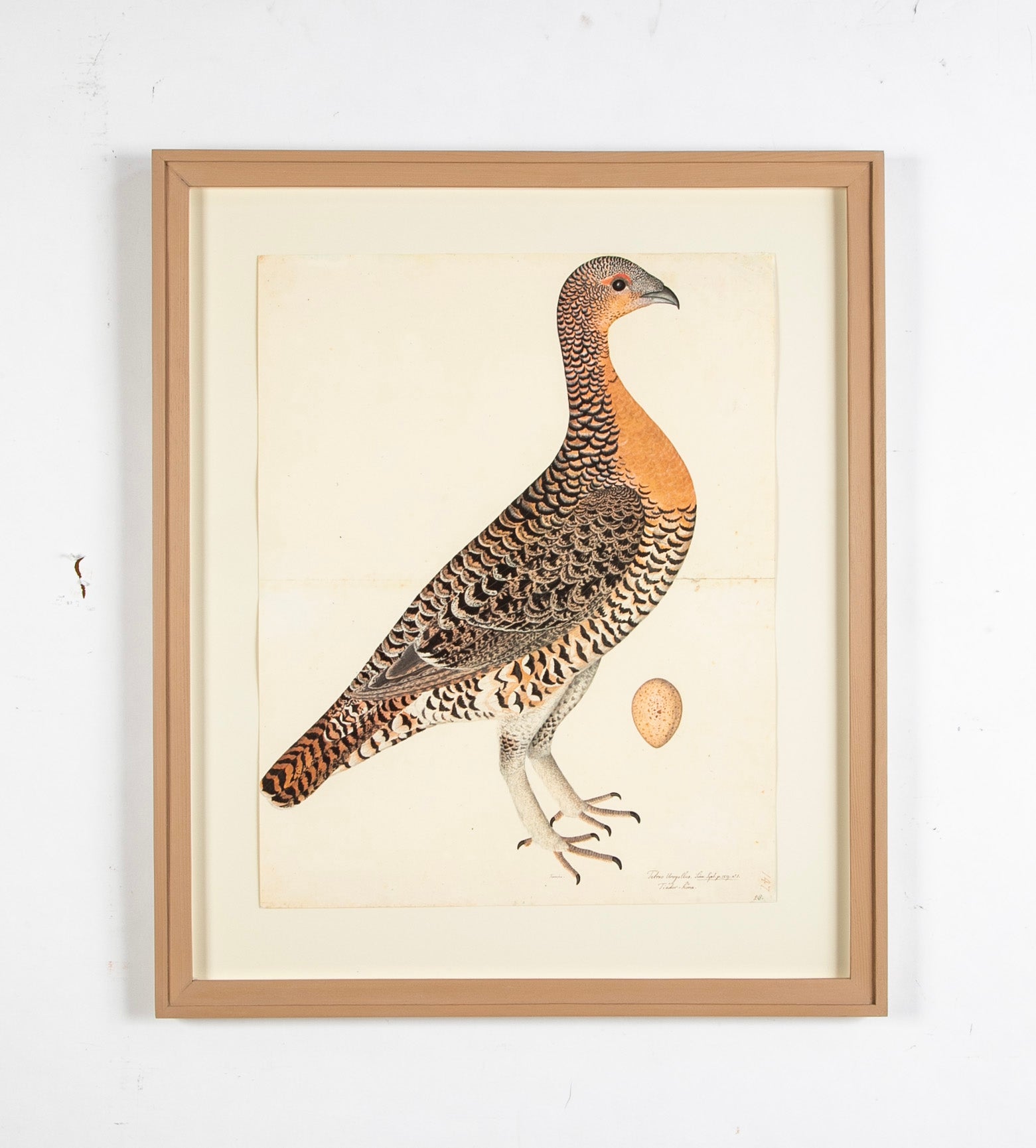 Offset Lithograph of "Capercaillie Hen, PL 28" from the "The Great Bird Book" by Olof Rudbeck The Younger