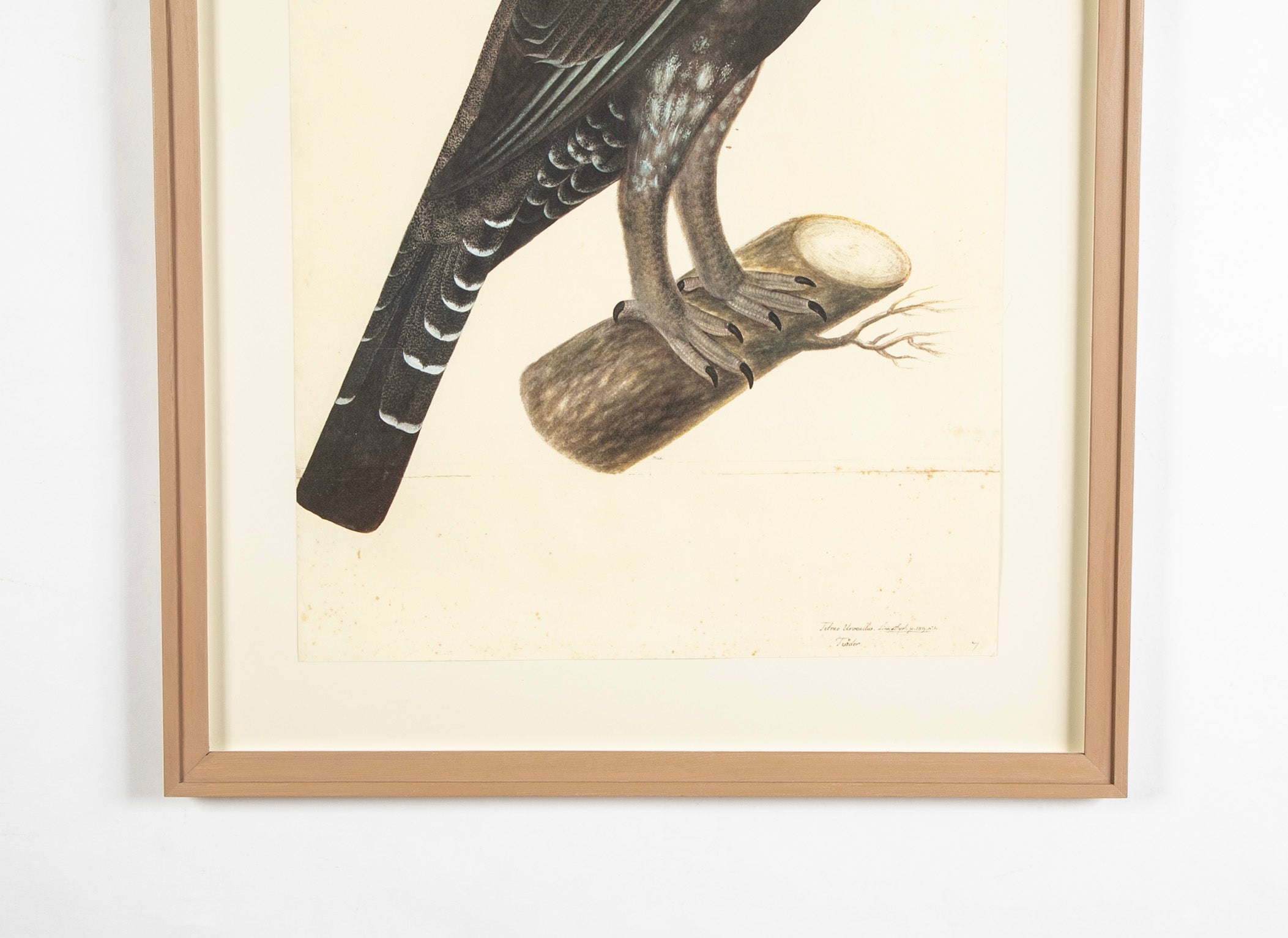 Offset Lithograph of "Capercaillie Cock, PL 7" from the "The Great Bird Book" by Olof Rudbeck The Younger