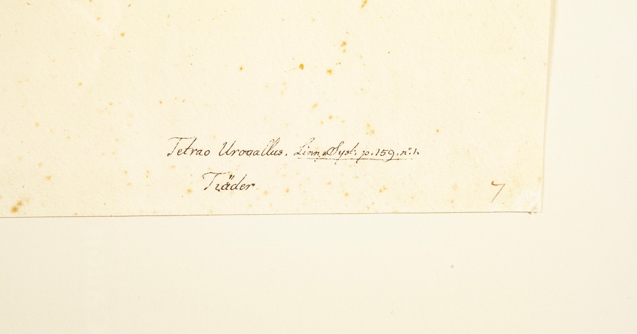 Offset Lithograph of "Capercaillie Cock, PL 7" from the "The Great Bird Book" by Olof Rudbeck The Younger
