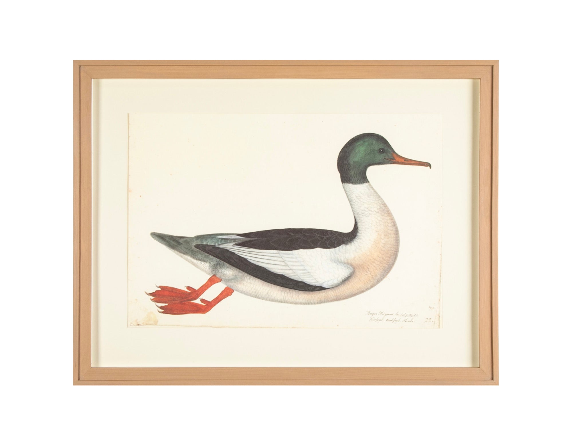 Offset Lithograph of "Goosander Male, PL 22" from the "The Great Bird Book" by Olof Rudbeck The Younger