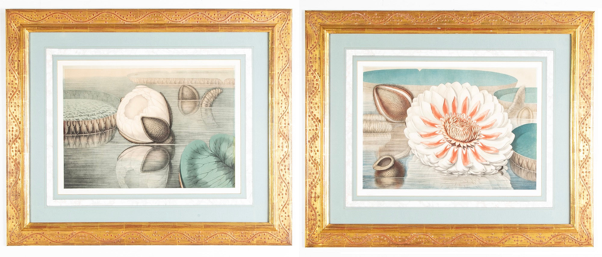 Pair of Chromolithographs of "The Great Water Lily" After John Fisk Allen