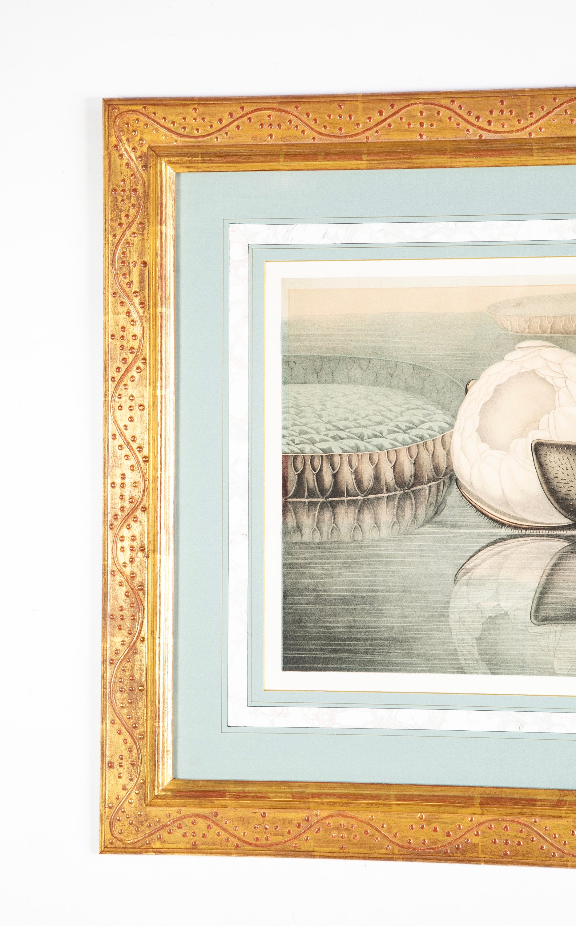 Pair of Chromolithographs of "The Great Water Lily" After John Fisk Allen
