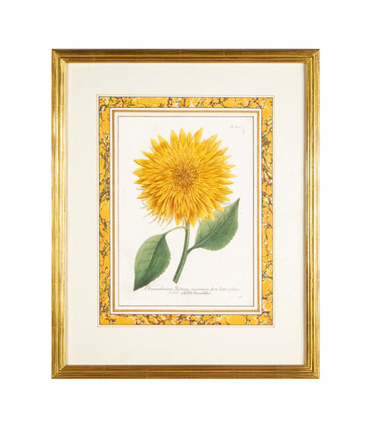 Johann W. Weinmann Hand Colored Engraving of a Sunflower