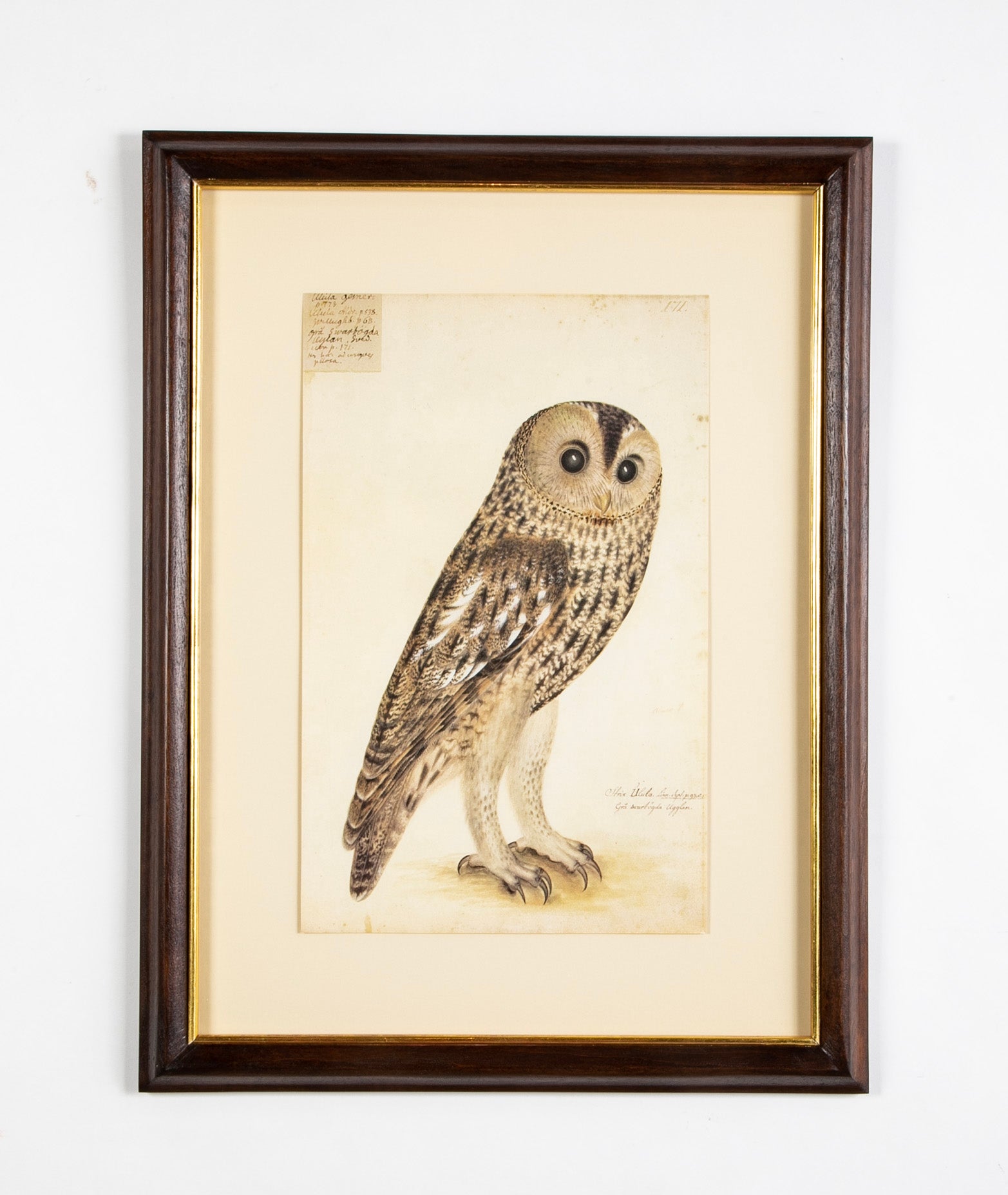 Offset Lithograph from "The Great Bird Book" by Olof Rudbeck The Younger