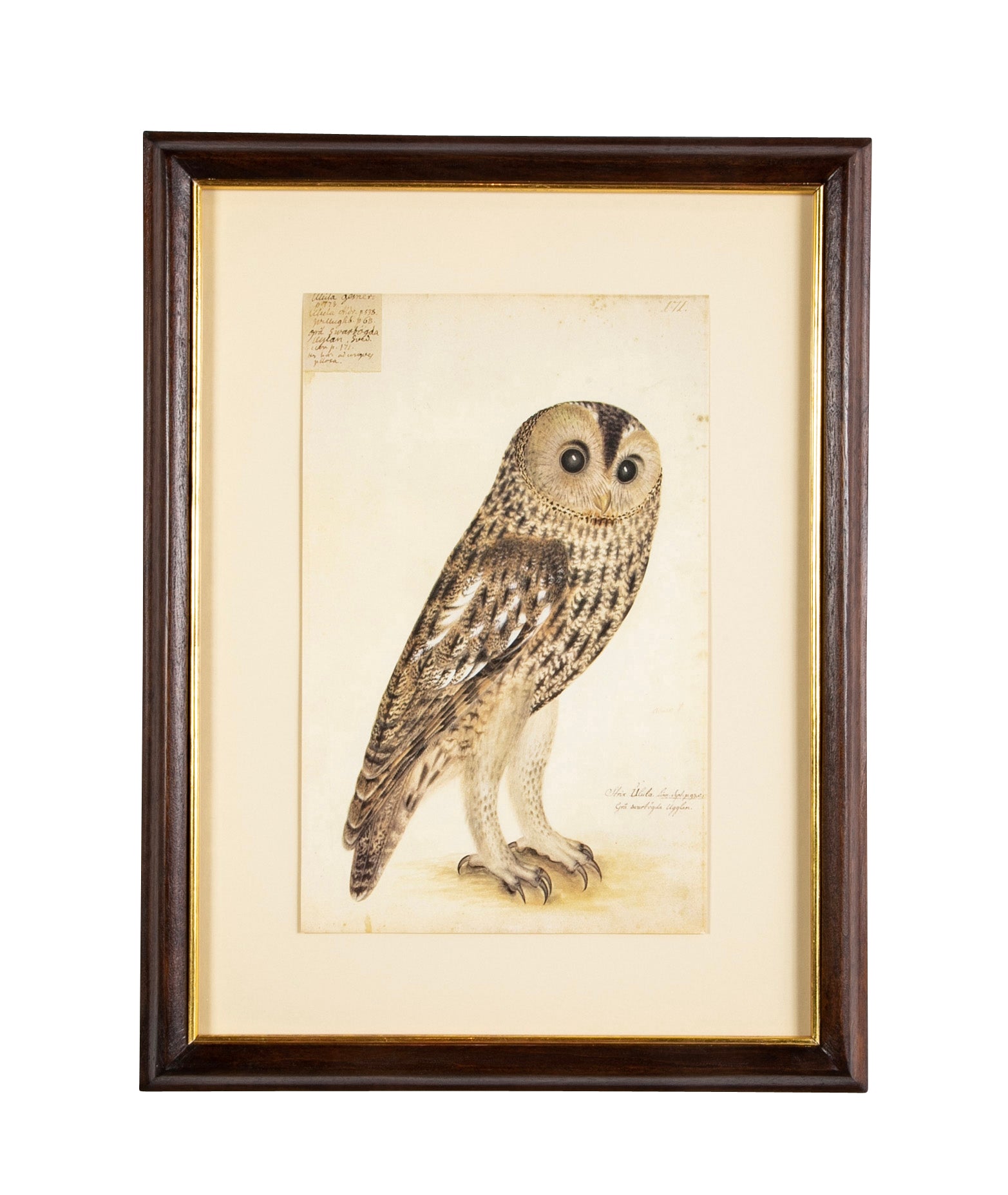 Offset Lithograph from "The Great Bird Book" by Olof Rudbeck The Younger