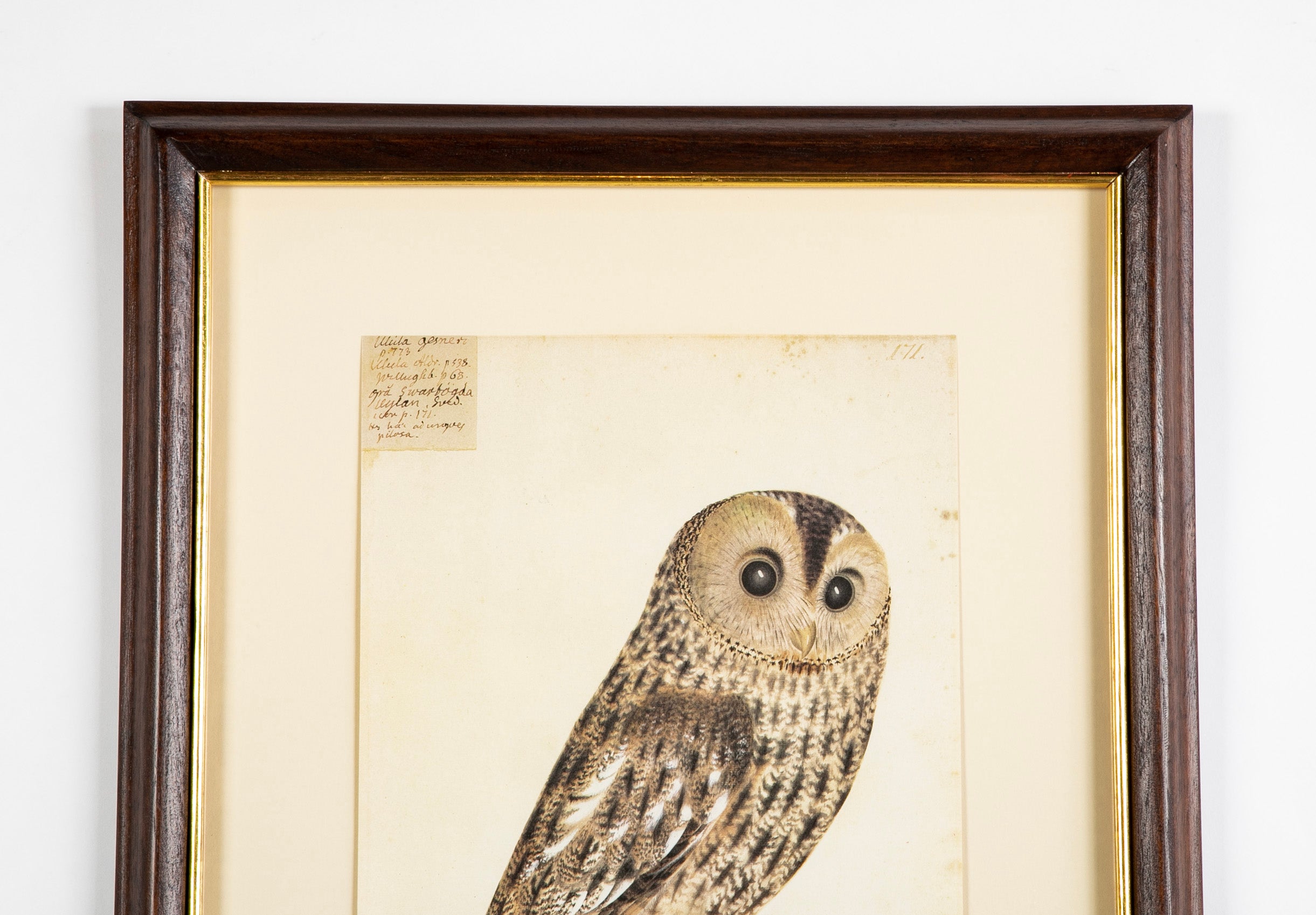 Offset Lithograph from "The Great Bird Book" by Olof Rudbeck The Younger