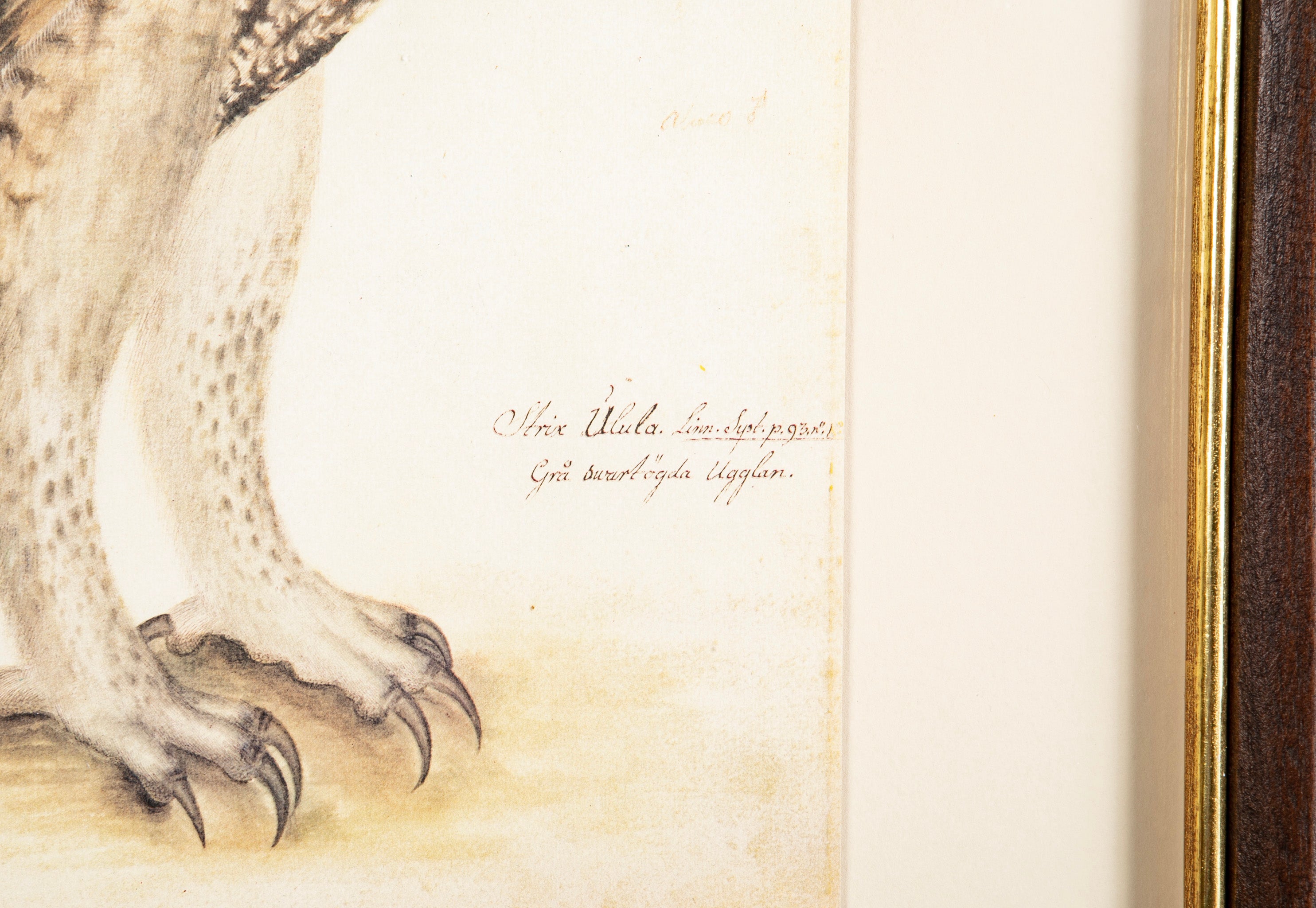 Offset Lithograph from "The Great Bird Book" by Olof Rudbeck The Younger