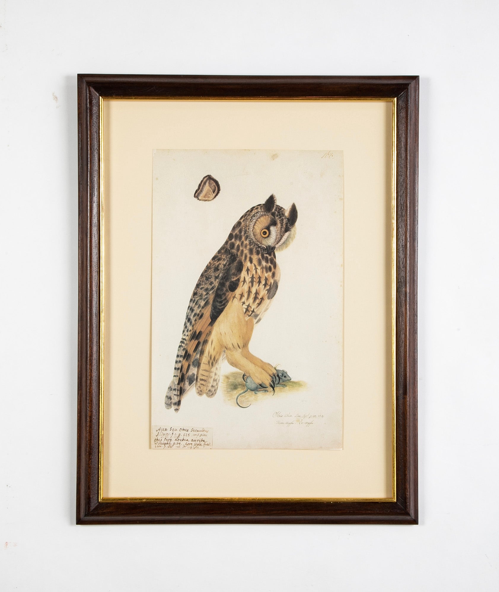 Offset Lithograph from "The Great Bird Book" by Olof Rudbeck The Younger