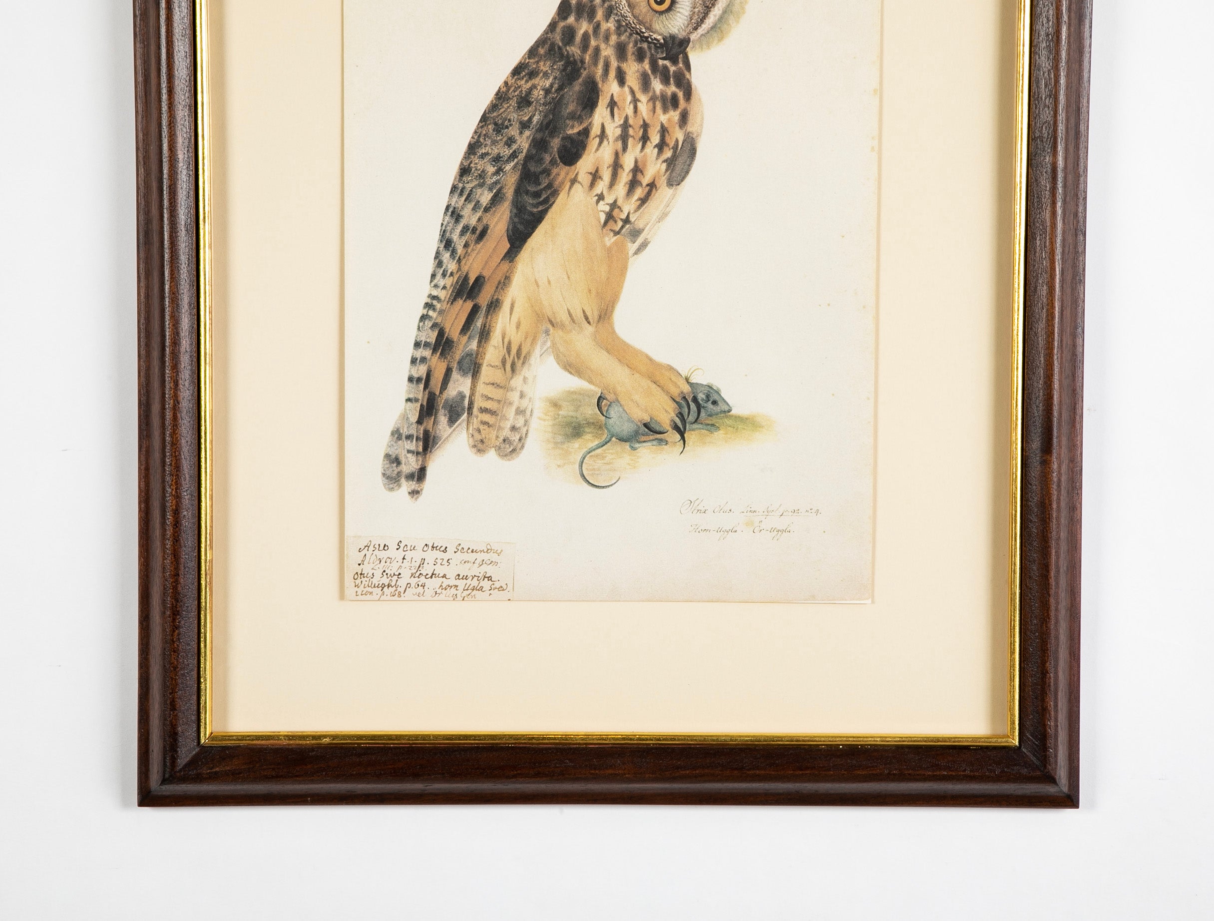 Offset Lithograph from "The Great Bird Book" by Olof Rudbeck The Younger