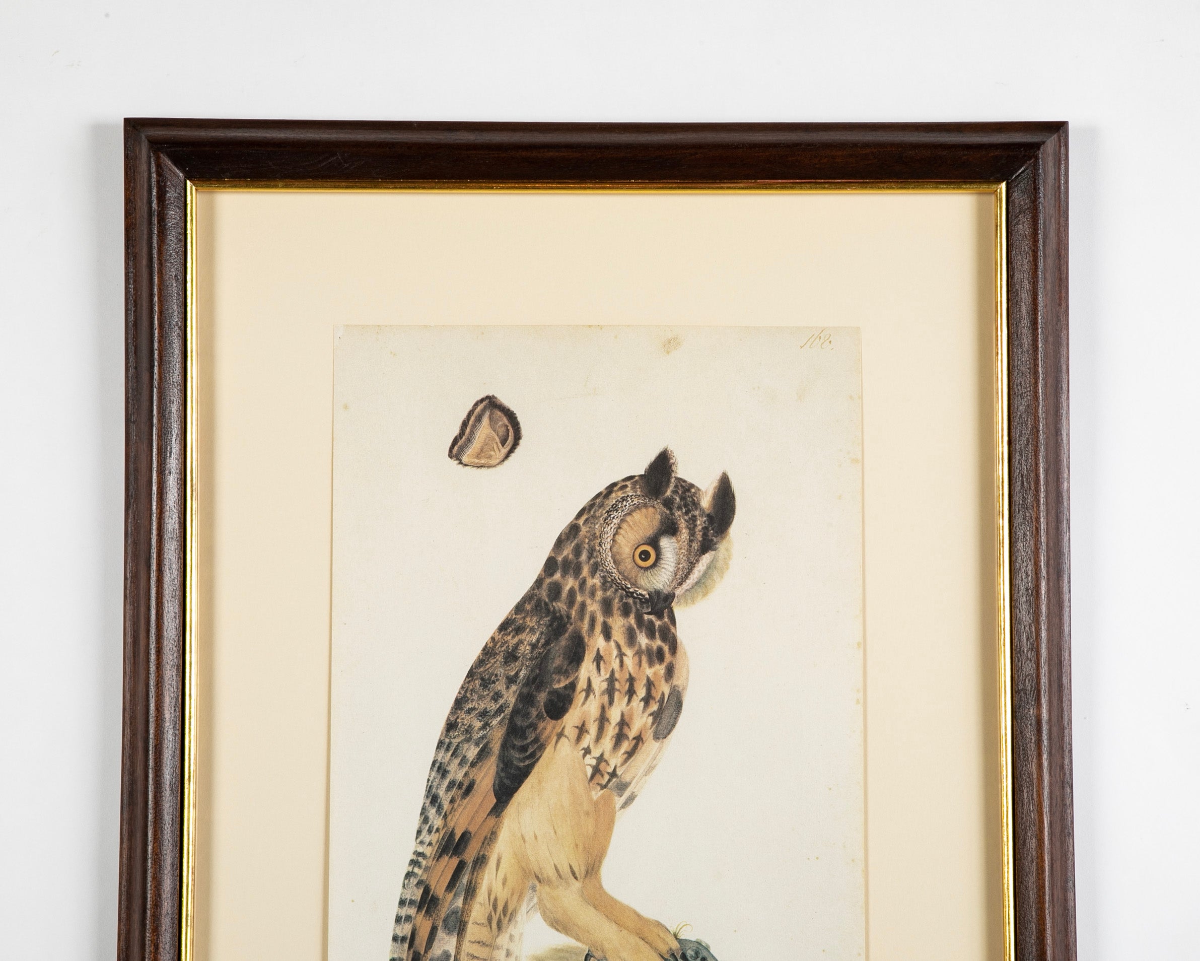 Offset Lithograph from "The Great Bird Book" by Olof Rudbeck The Younger