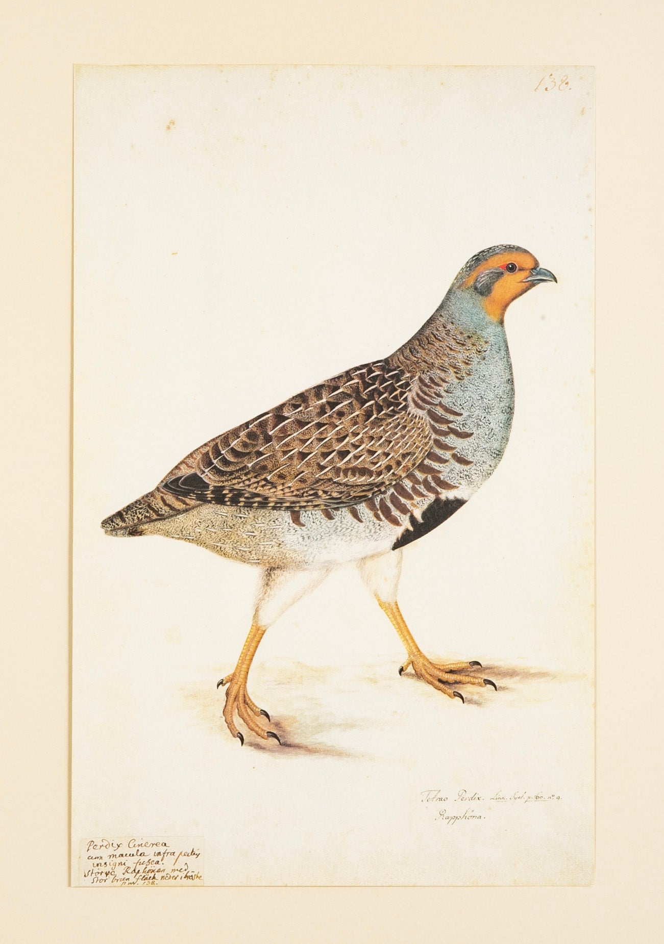 Offset Lithograph from "The Great Bird Book" by Olof Rudbeck The Younger