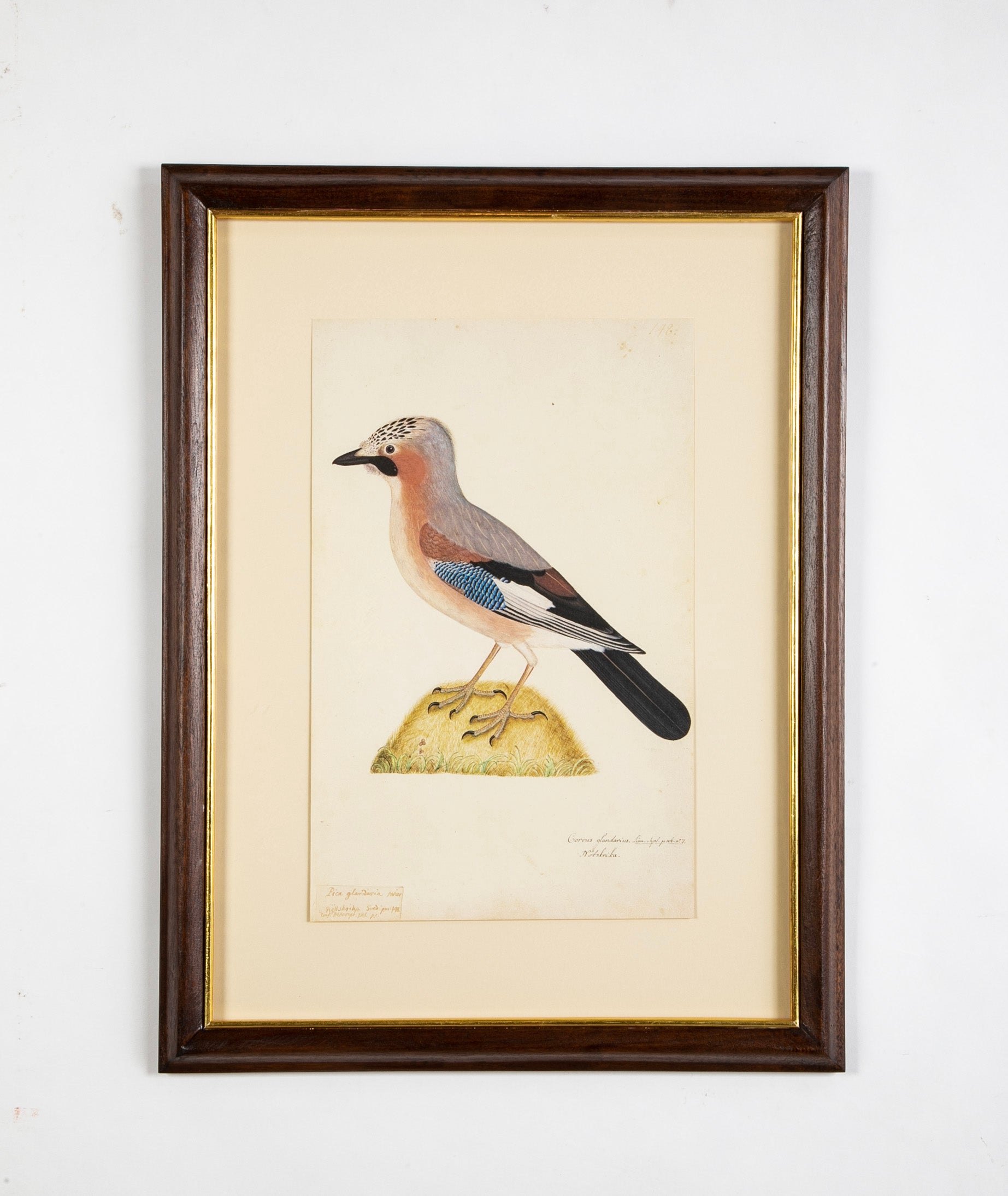 Offset Lithograph from "The Great Bird Book" by Olof Rudbeck The Younger