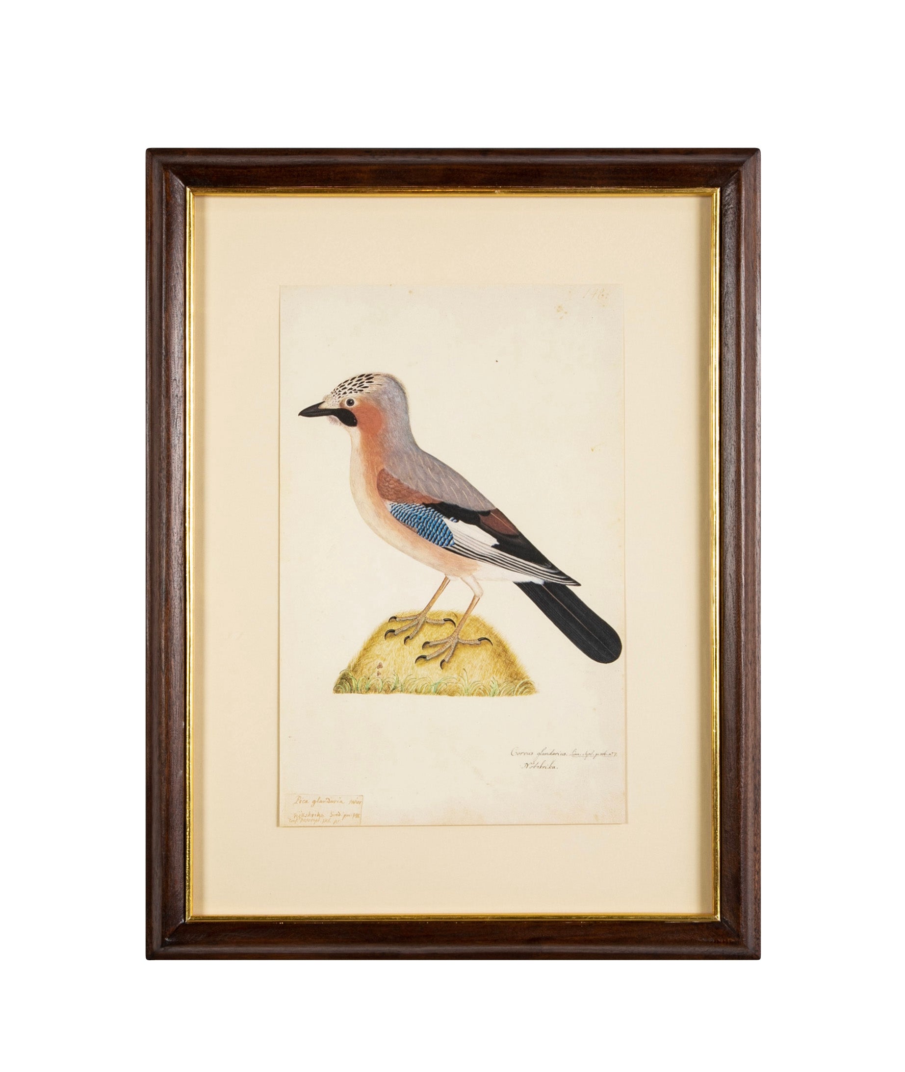 Offset Lithograph from "The Great Bird Book" by Olof Rudbeck The Younger