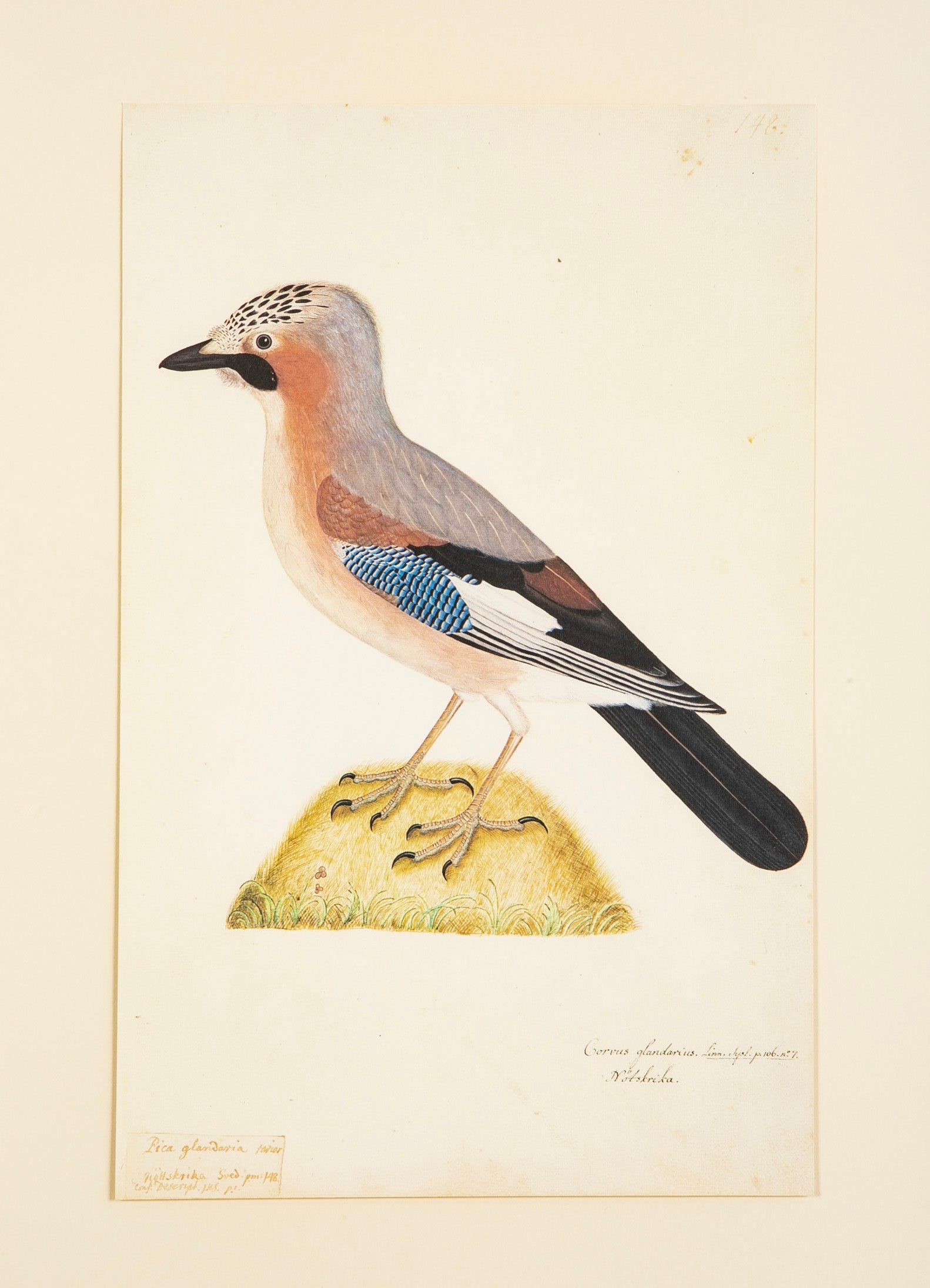 Offset Lithograph from "The Great Bird Book" by Olof Rudbeck The Younger