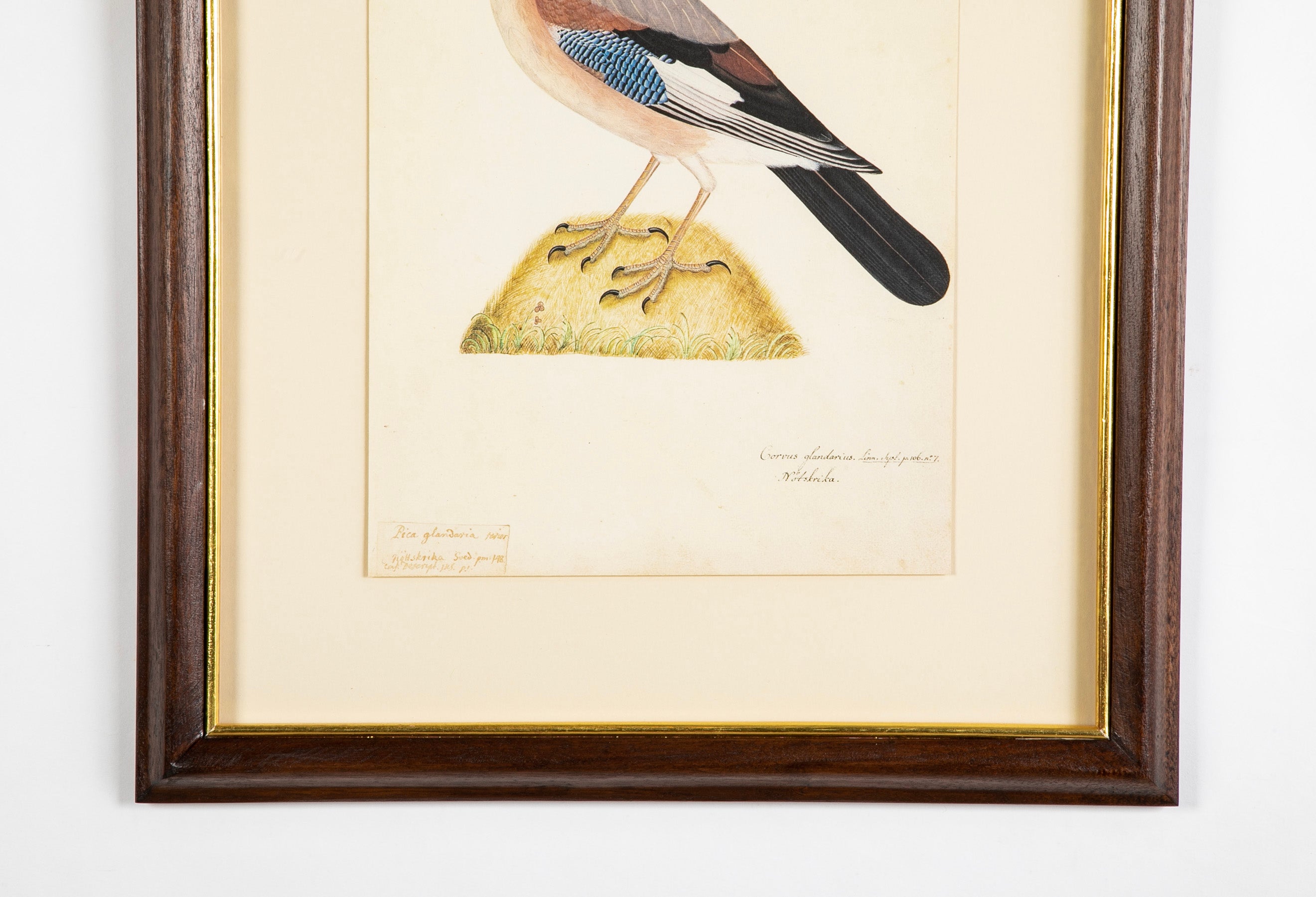 Offset Lithograph from "The Great Bird Book" by Olof Rudbeck The Younger