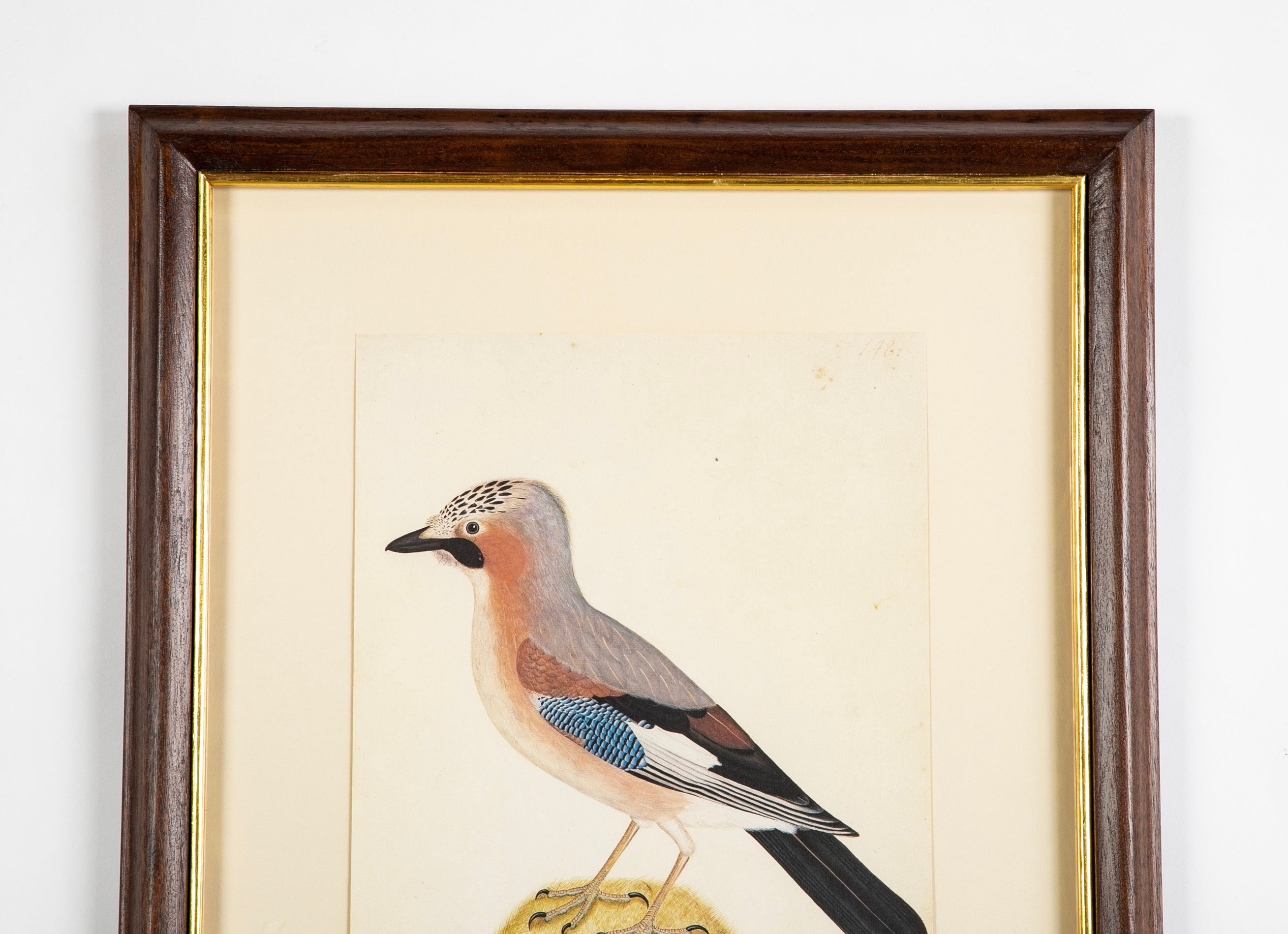 Offset Lithograph from "The Great Bird Book" by Olof Rudbeck The Younger