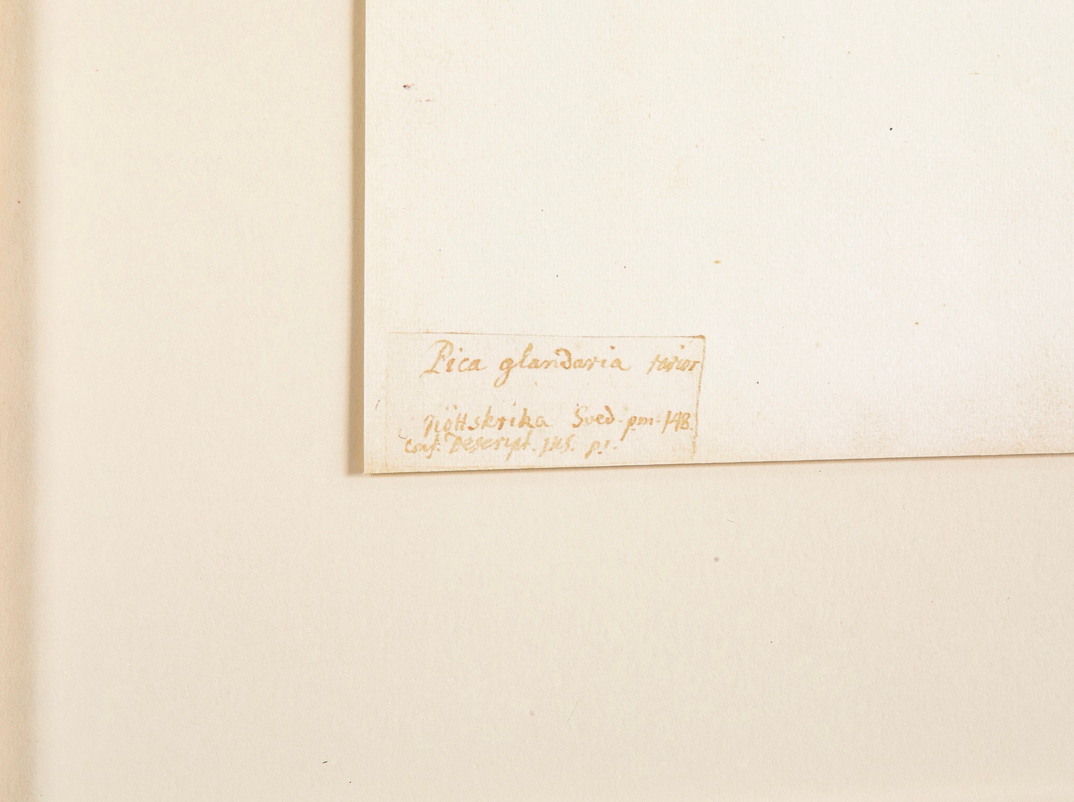 Offset Lithograph from "The Great Bird Book" by Olof Rudbeck The Younger