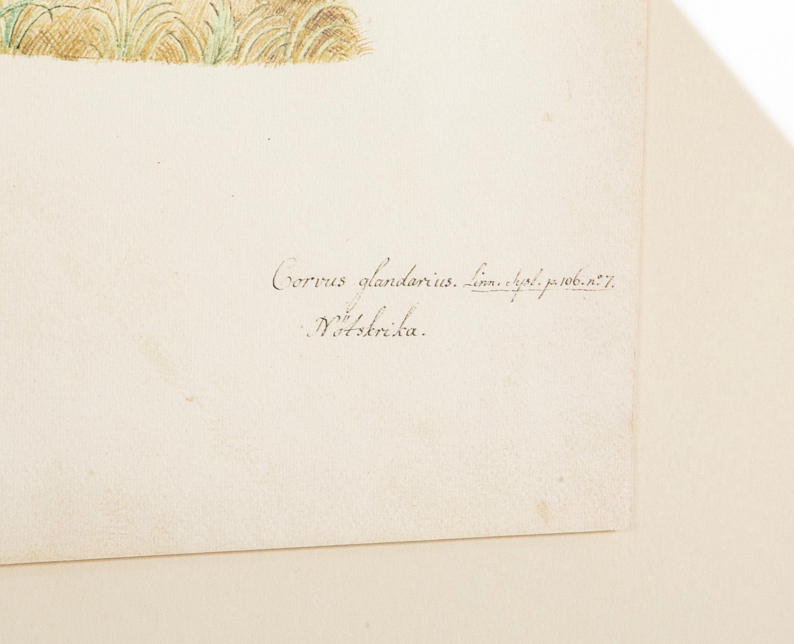 Offset Lithograph from "The Great Bird Book" by Olof Rudbeck The Younger