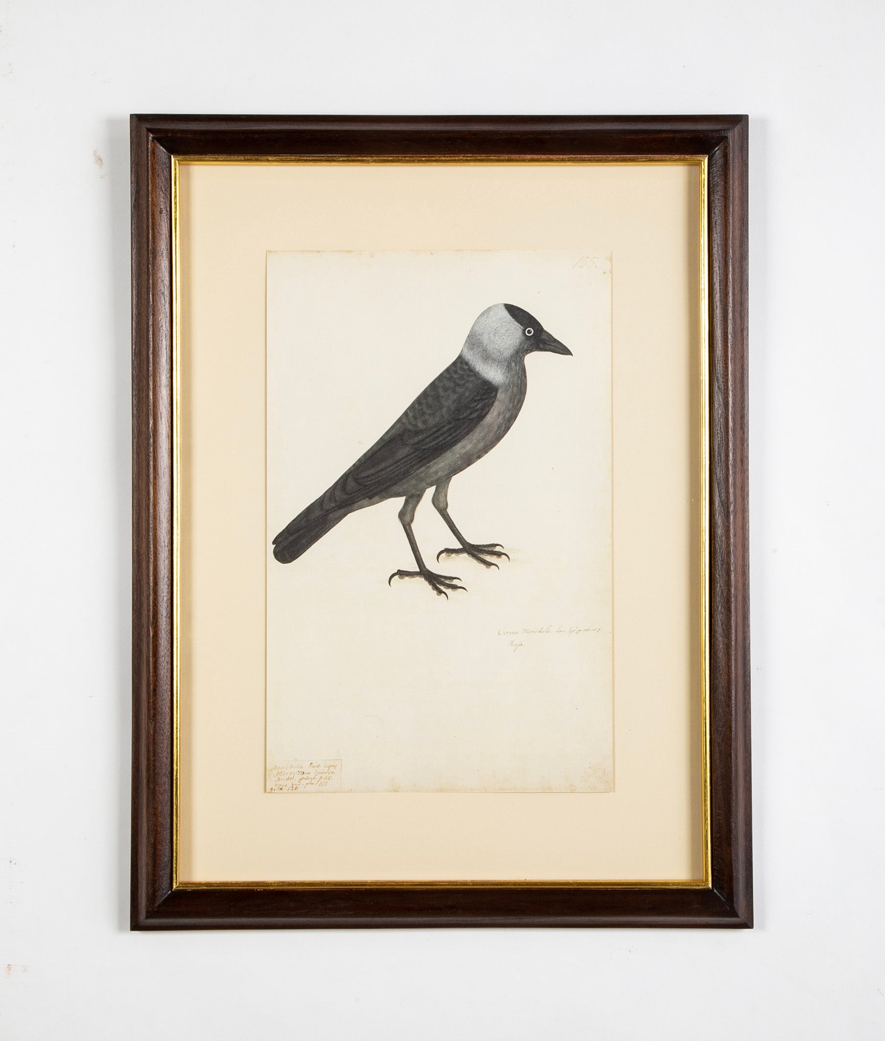 Offset Lithograph from "The Great Bird Book" by Olof Rudbeck The Younger