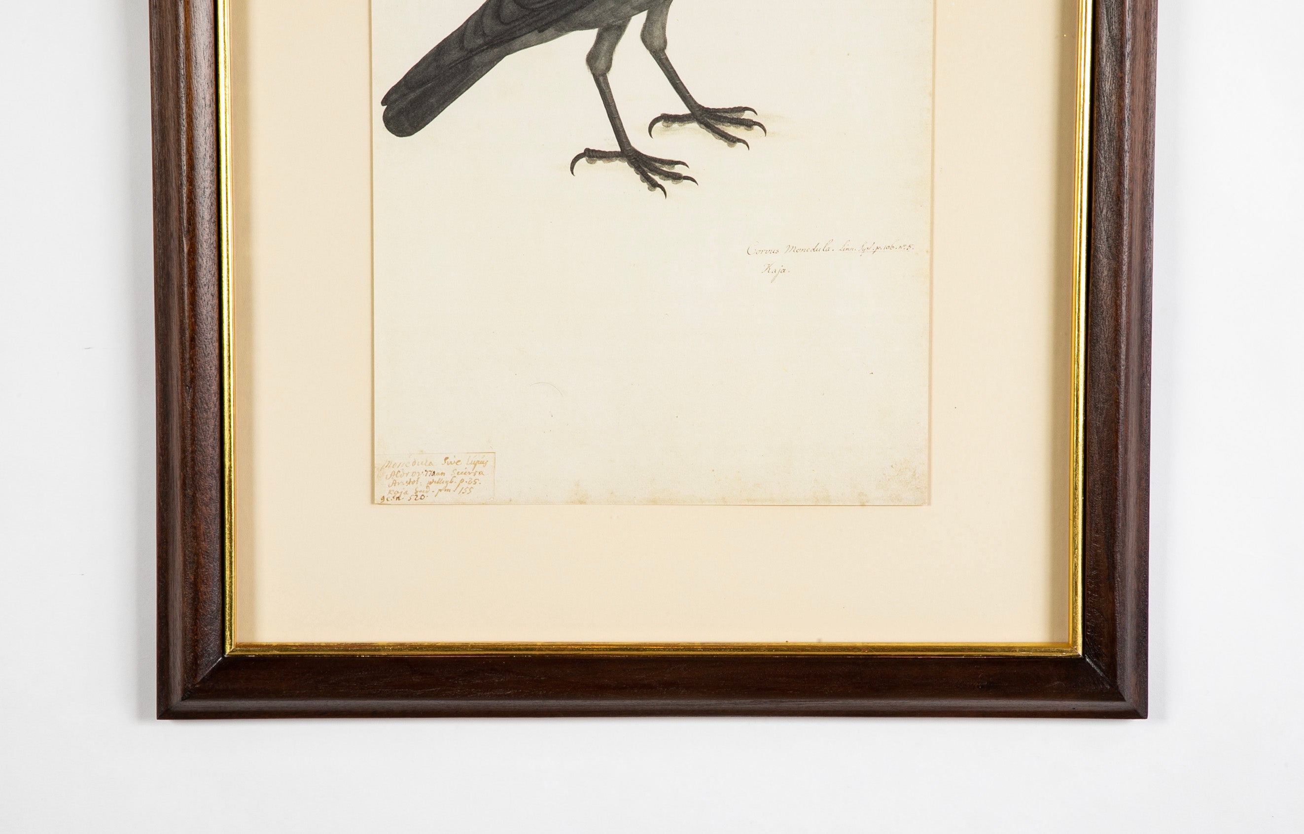 Offset Lithograph from "The Great Bird Book" by Olof Rudbeck The Younger