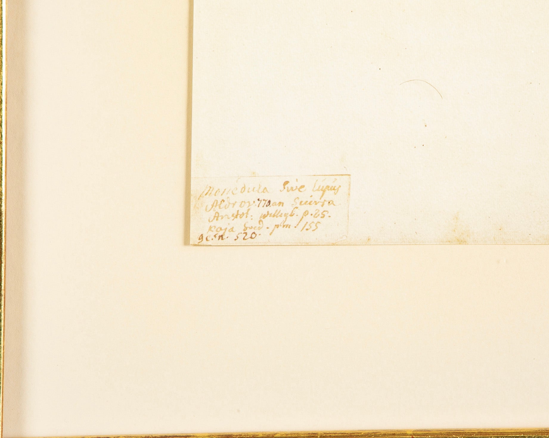 Offset Lithograph from "The Great Bird Book" by Olof Rudbeck The Younger