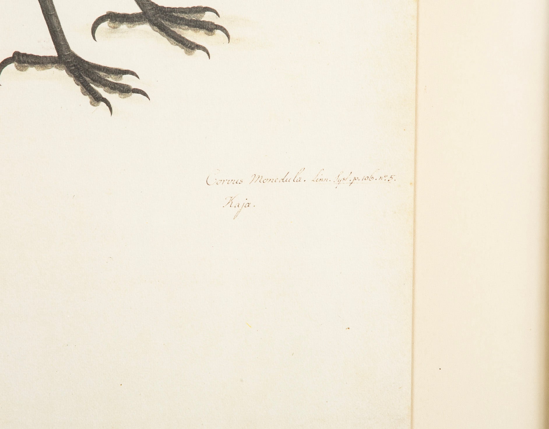 Offset Lithograph from "The Great Bird Book" by Olof Rudbeck The Younger
