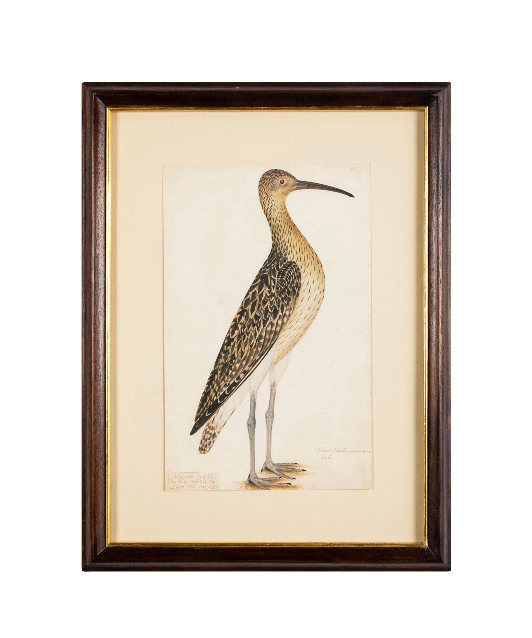 Offset Lithograph from "The Great Bird Book" by Olof Rudbeck The Younger