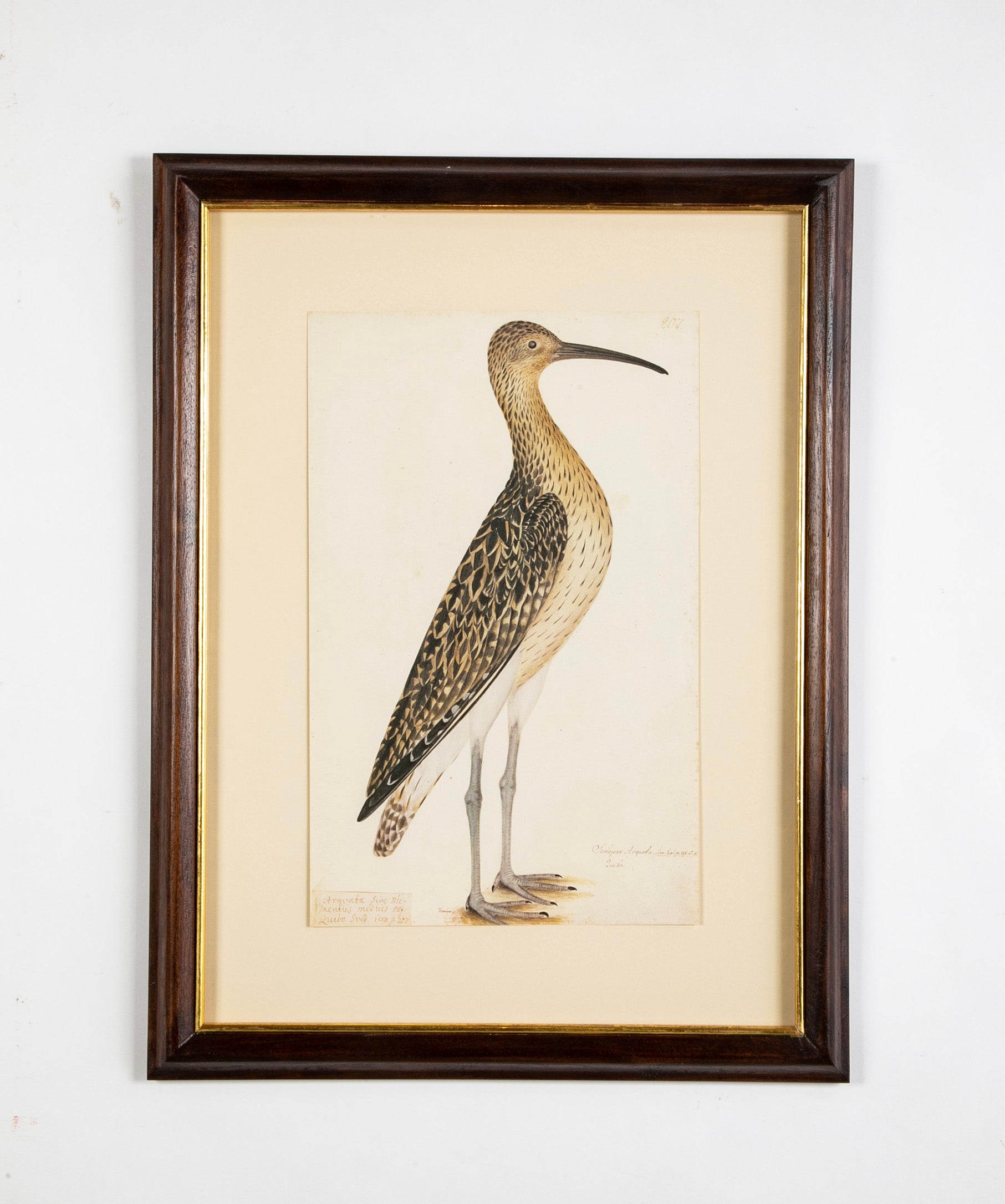 Offset Lithograph from "The Great Bird Book" by Olof Rudbeck The Younger