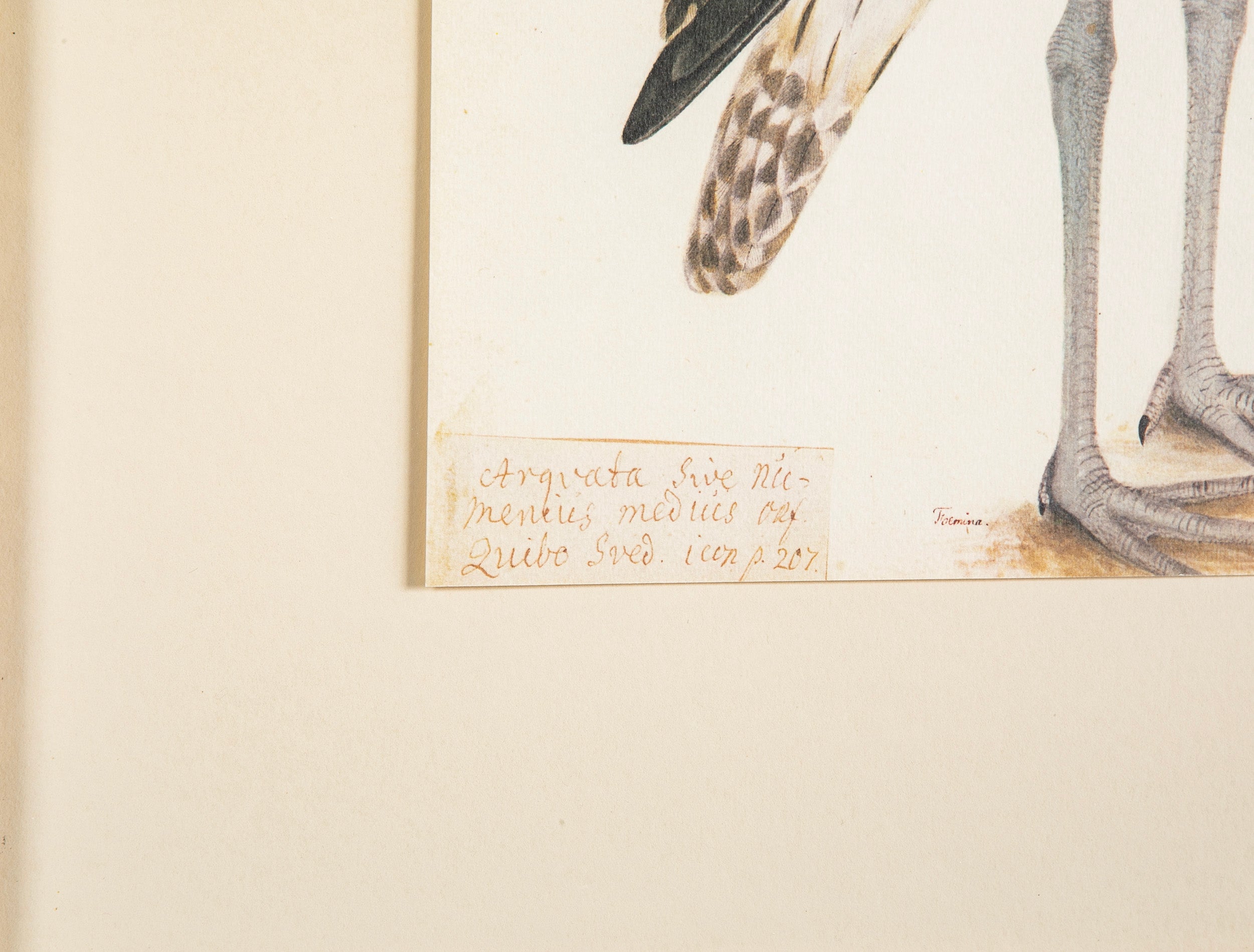 Offset Lithograph from "The Great Bird Book" by Olof Rudbeck The Younger