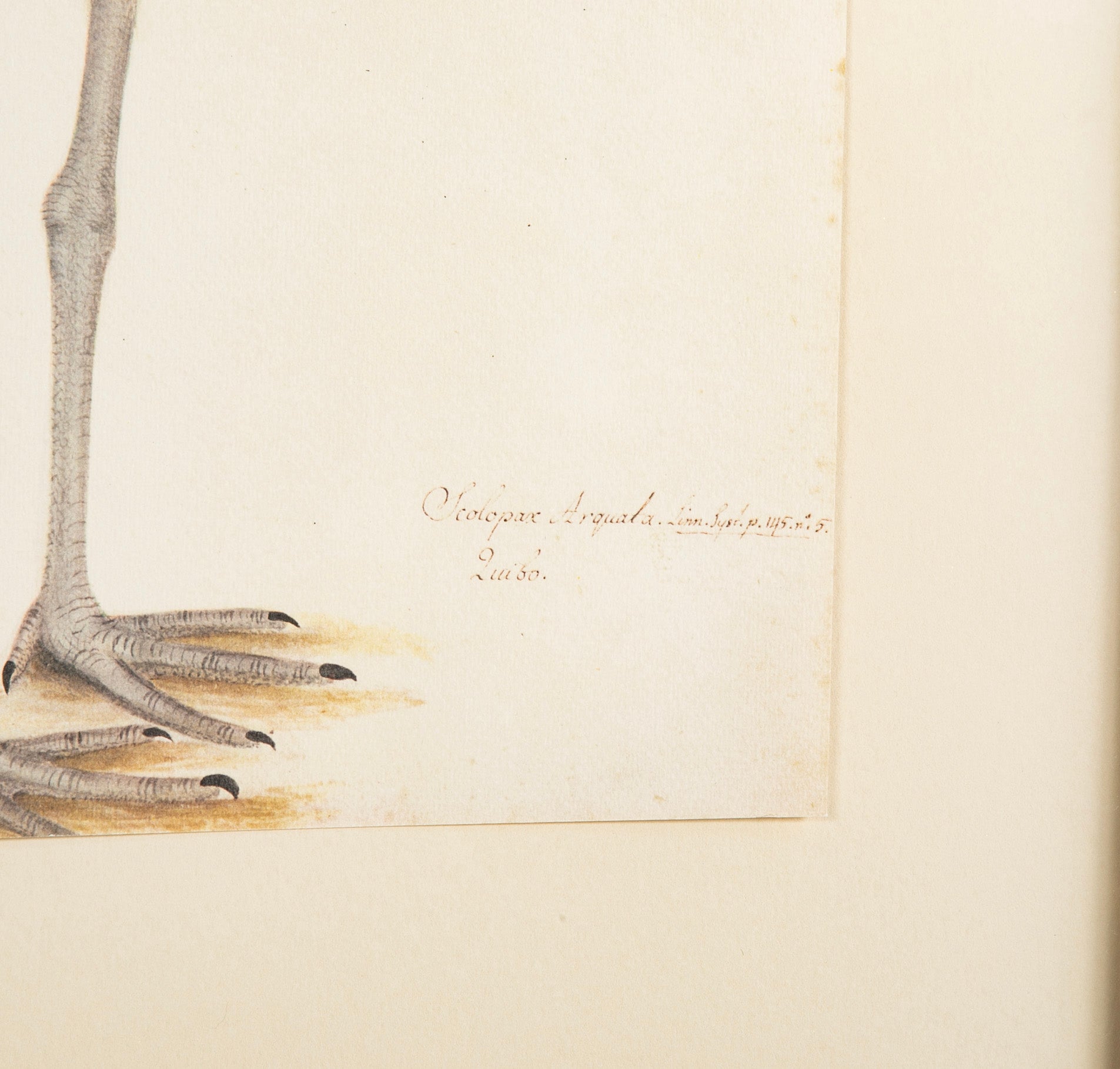 Offset Lithograph from "The Great Bird Book" by Olof Rudbeck The Younger