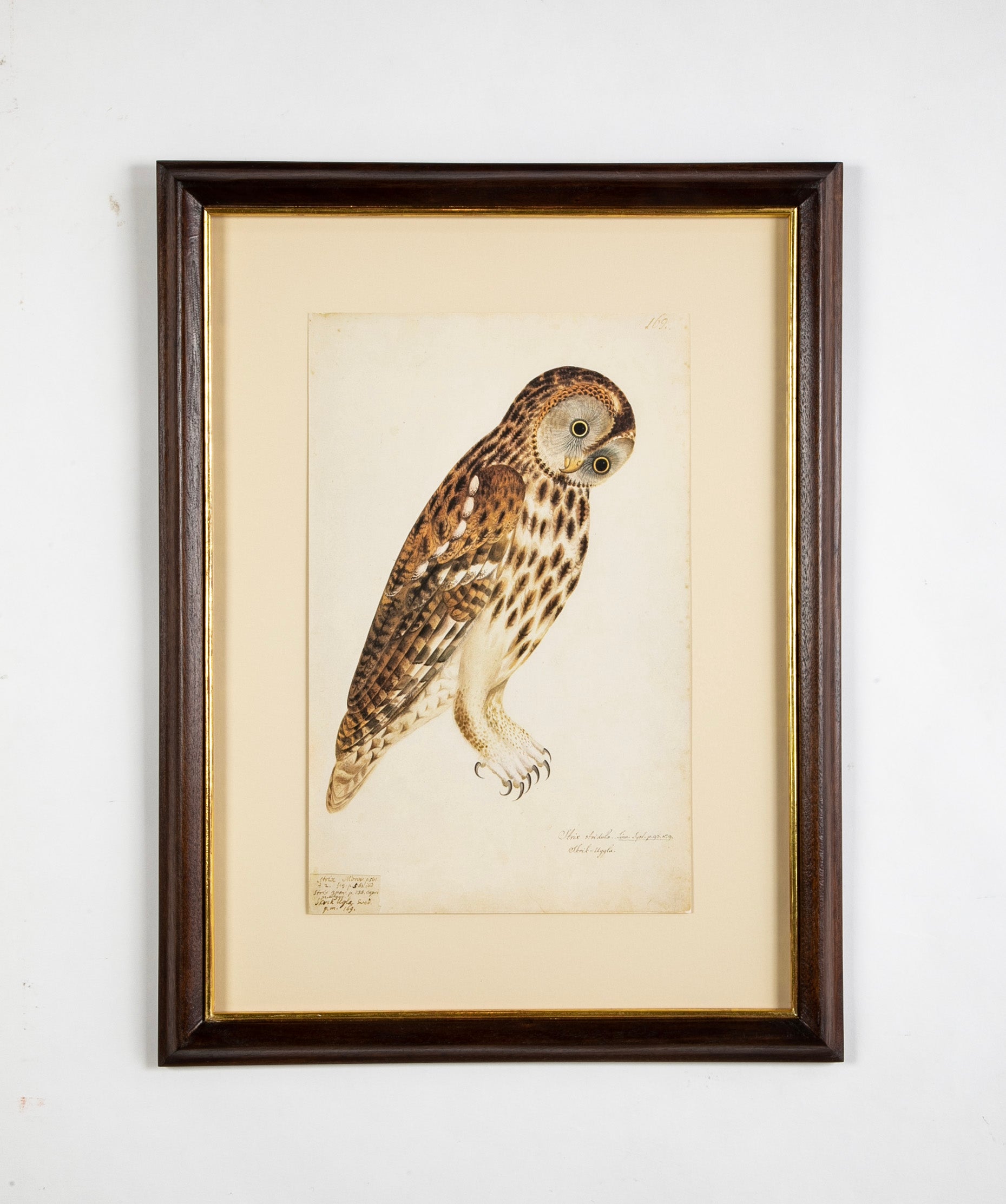 Offset Lithograph from "The Great Bird Book" by Olof Rudbeck The Younger