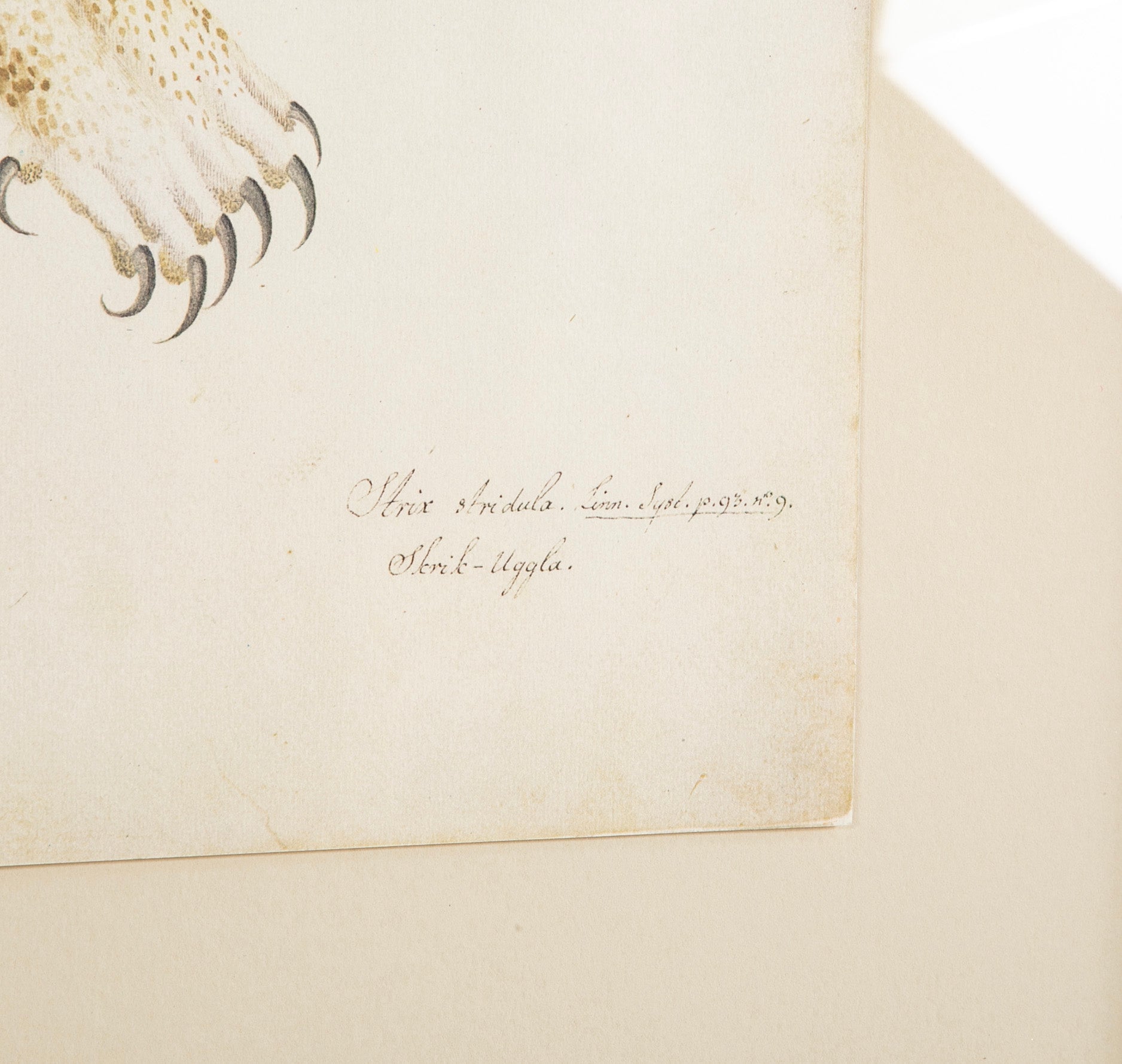 Offset Lithograph from "The Great Bird Book" by Olof Rudbeck The Younger