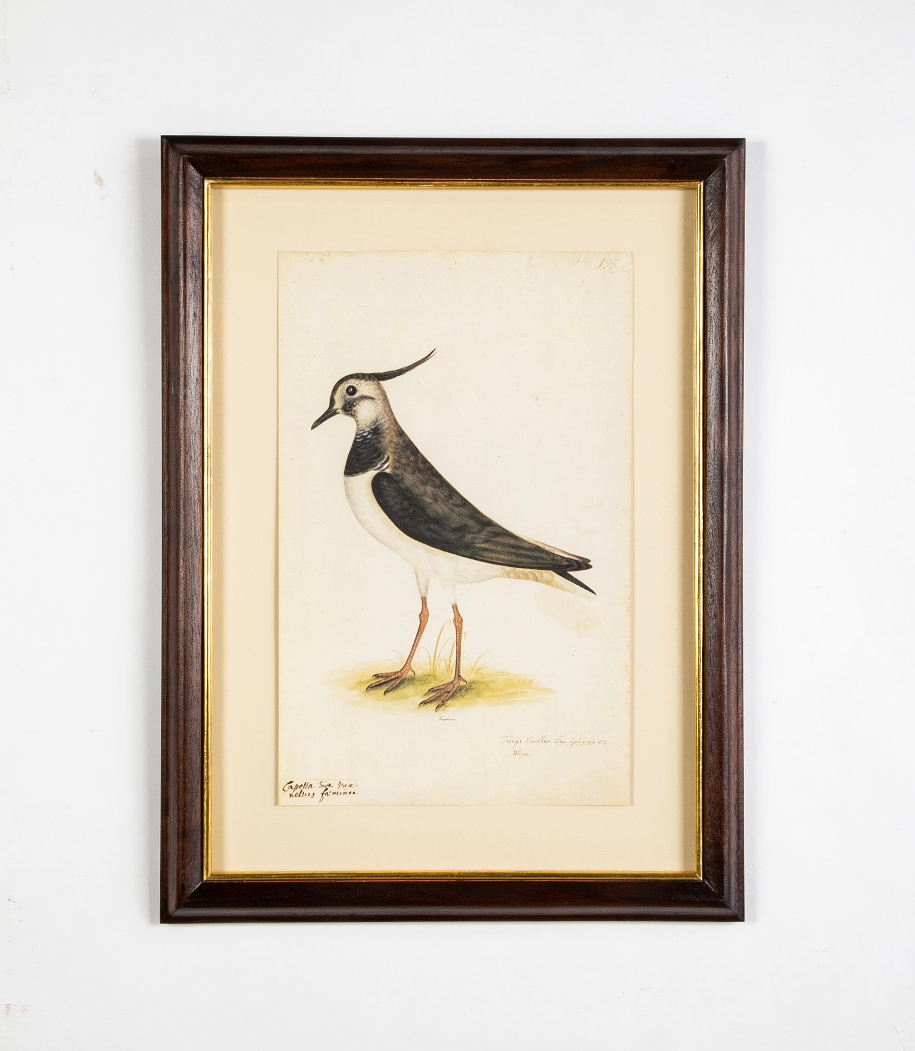 Offset Lithograph from "The Great Bird Book" by Olof Rudbeck The Younger