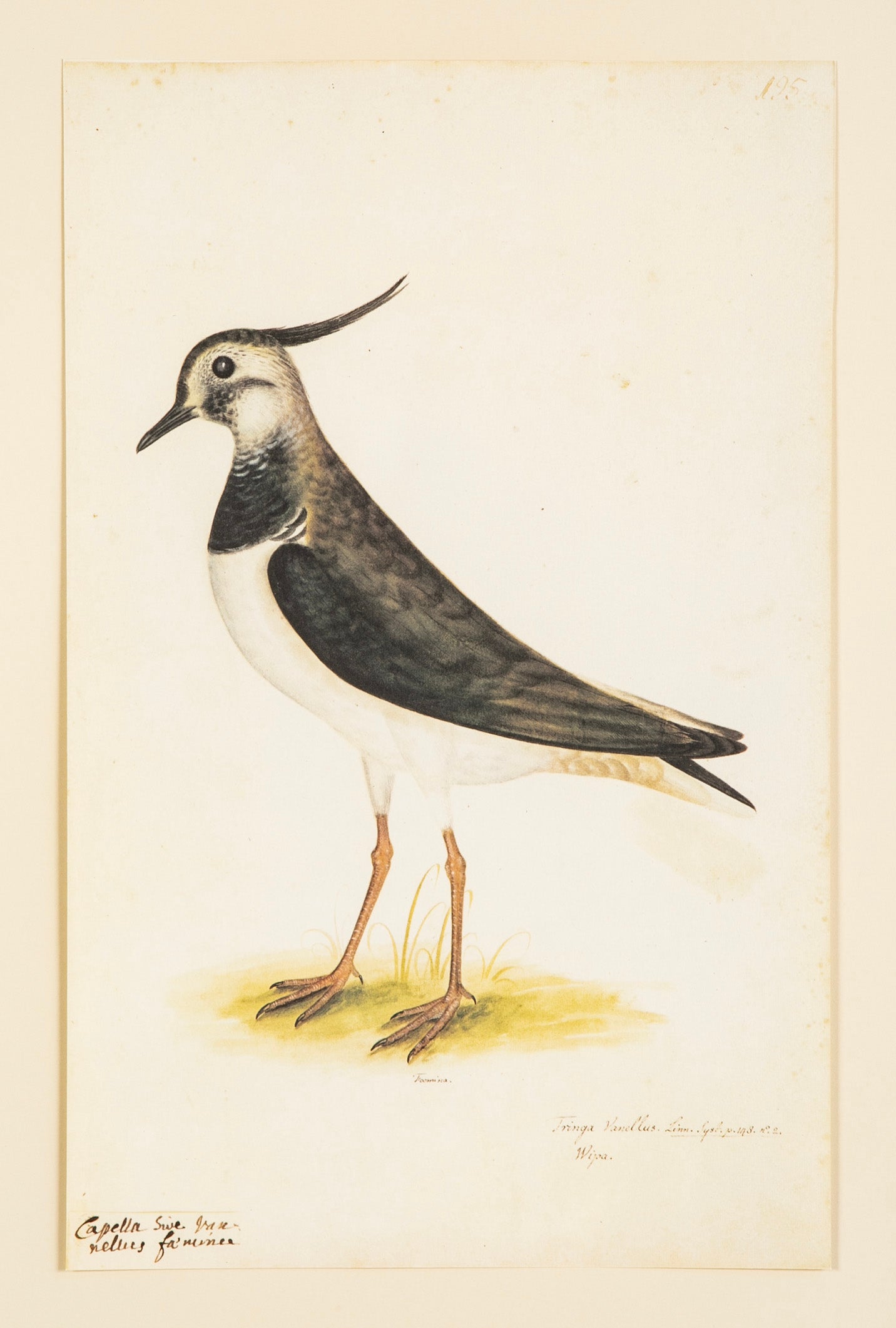 Offset Lithograph from "The Great Bird Book" by Olof Rudbeck The Younger