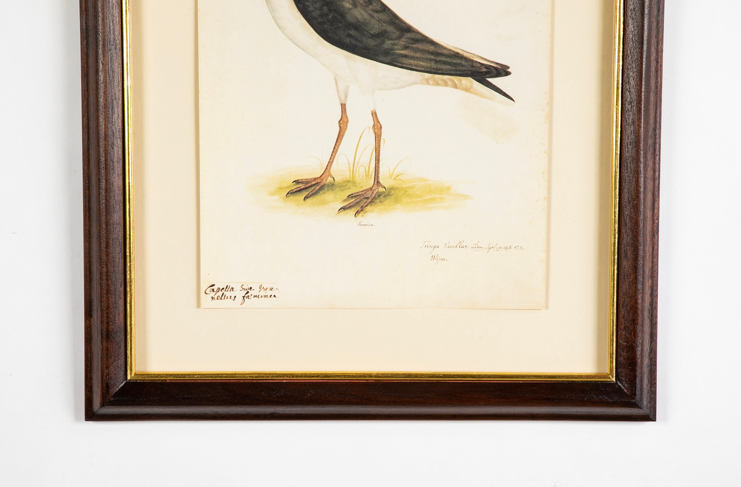 Offset Lithograph from "The Great Bird Book" by Olof Rudbeck The Younger
