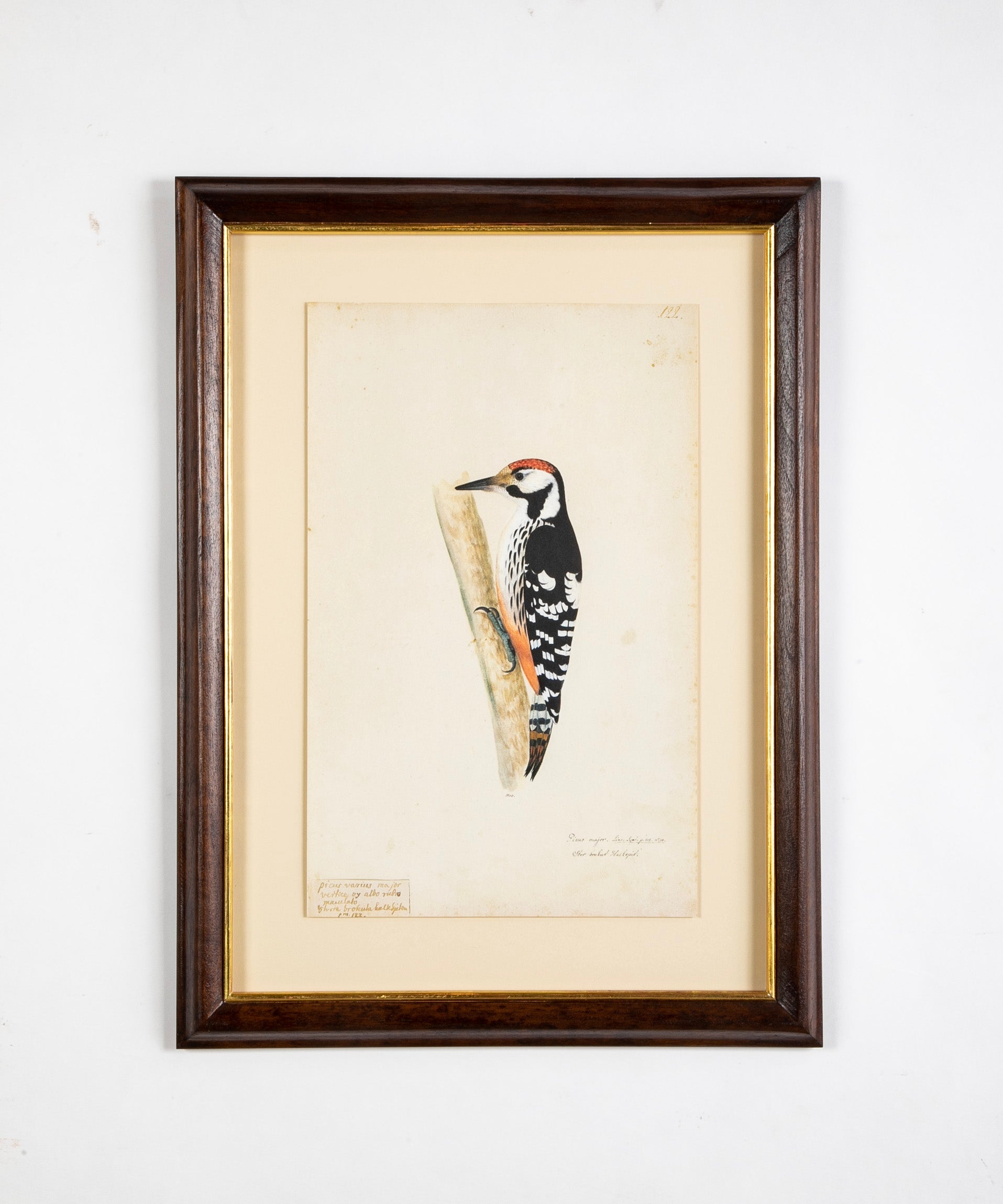 Offset Lithograph from "The Great Bird Book" by Olof Rudbeck The Younger