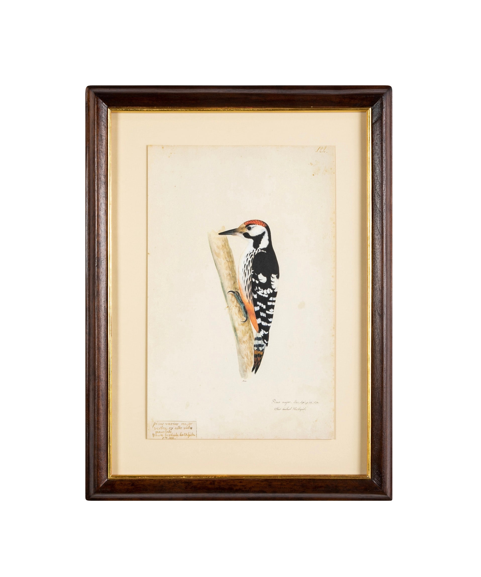 Offset Lithograph from "The Great Bird Book" by Olof Rudbeck The Younger