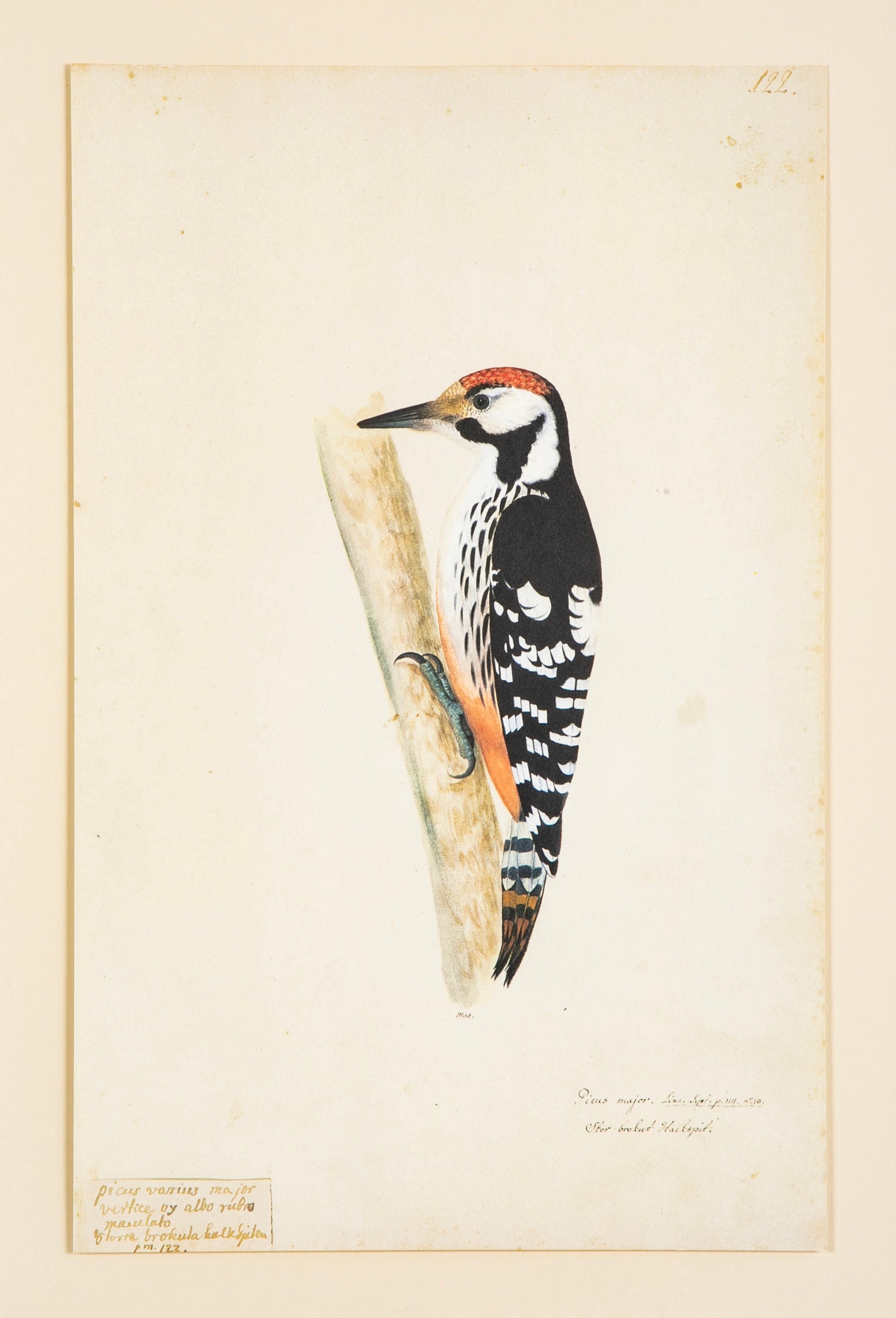 Offset Lithograph from "The Great Bird Book" by Olof Rudbeck The Younger
