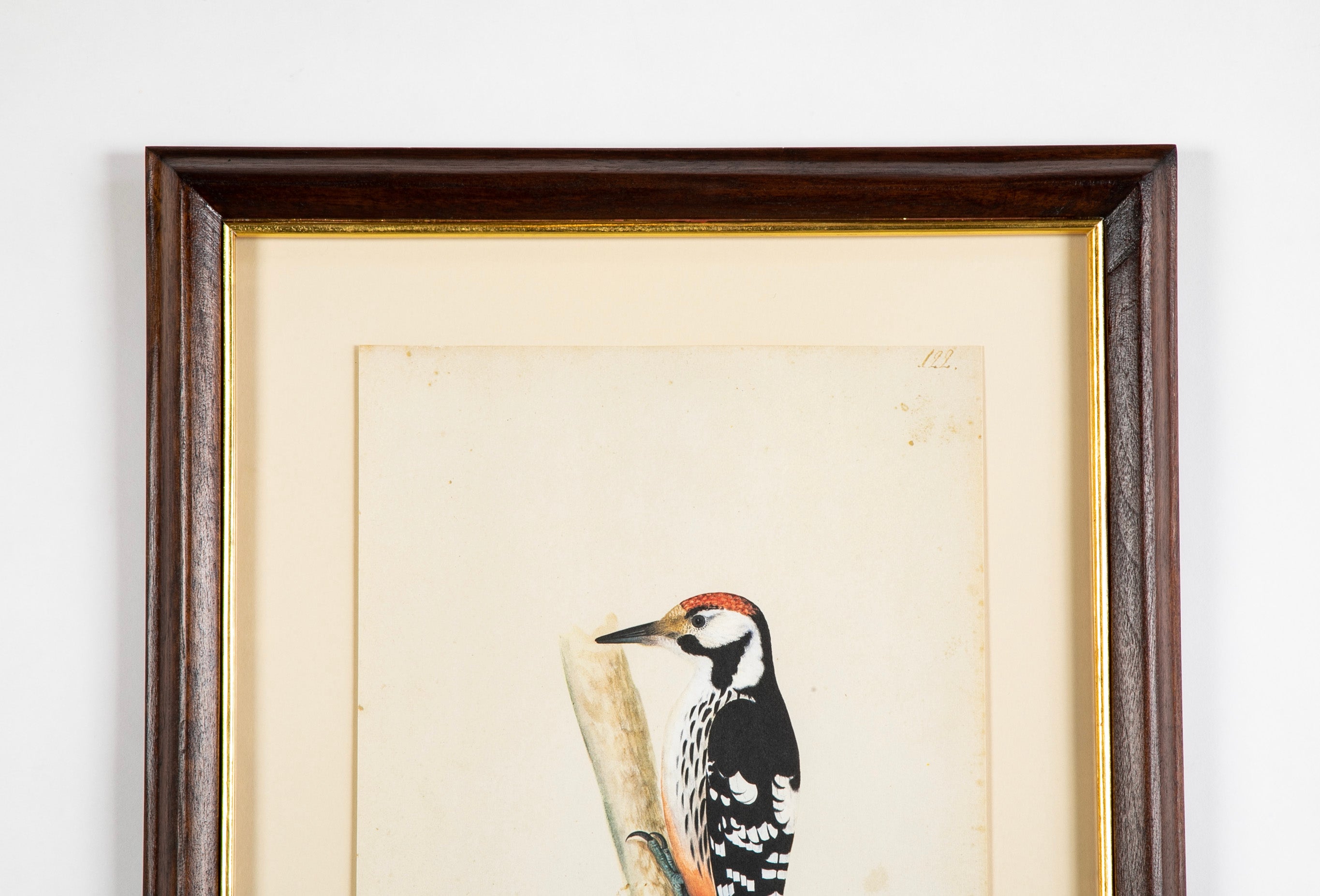 Offset Lithograph from "The Great Bird Book" by Olof Rudbeck The Younger