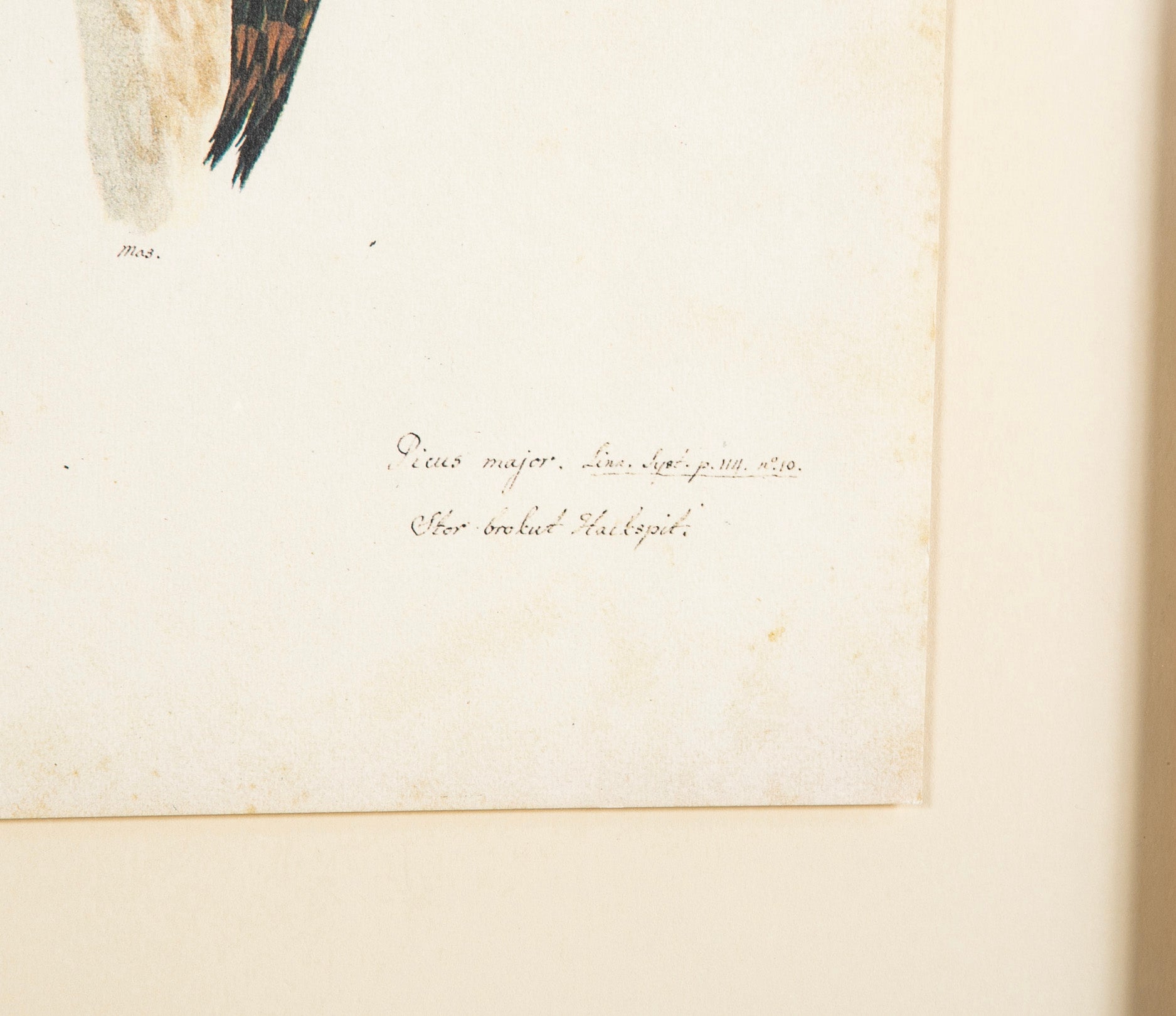 Offset Lithograph from "The Great Bird Book" by Olof Rudbeck The Younger